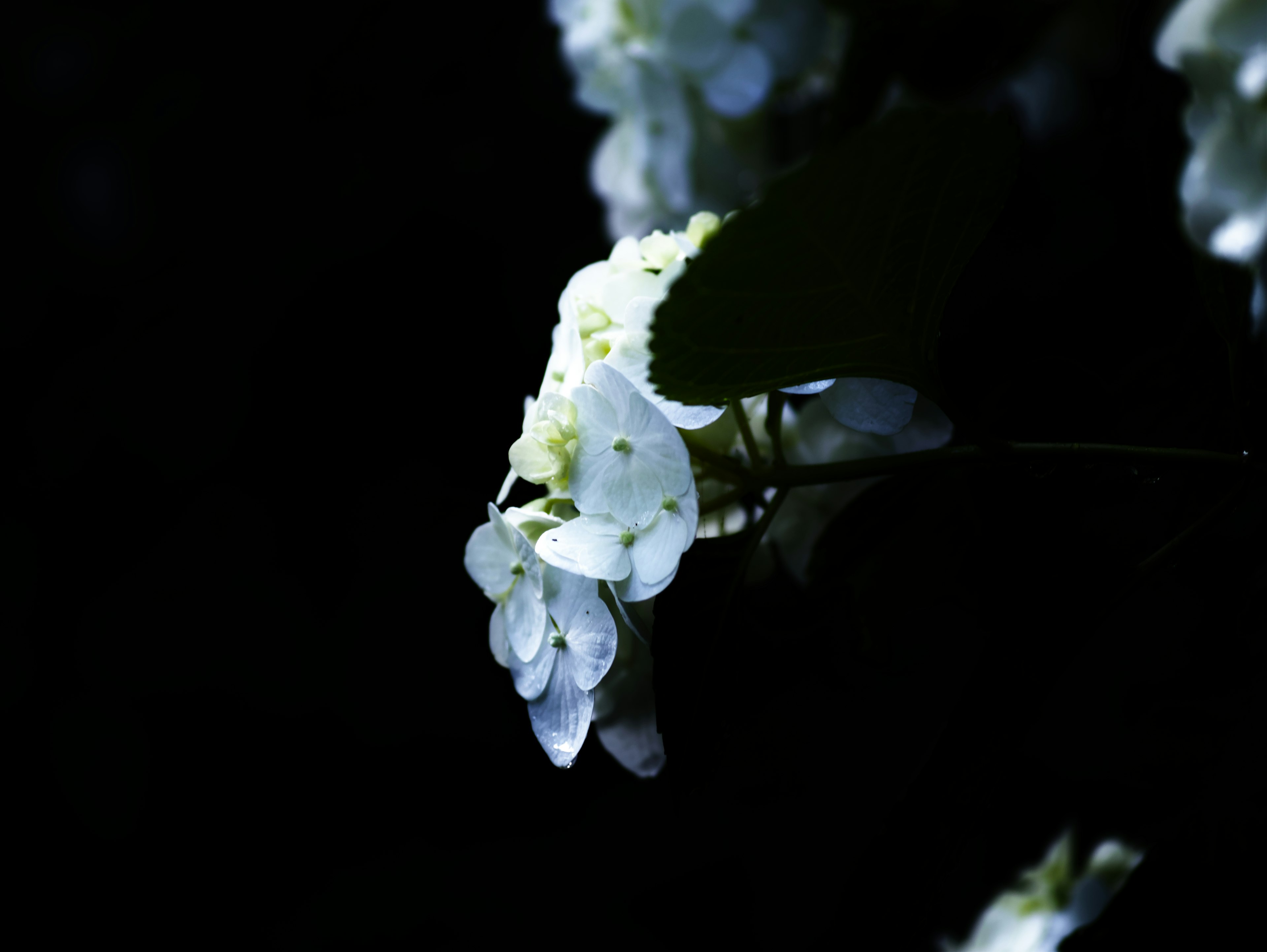 A beautiful image of white flowers illuminated against a dark background