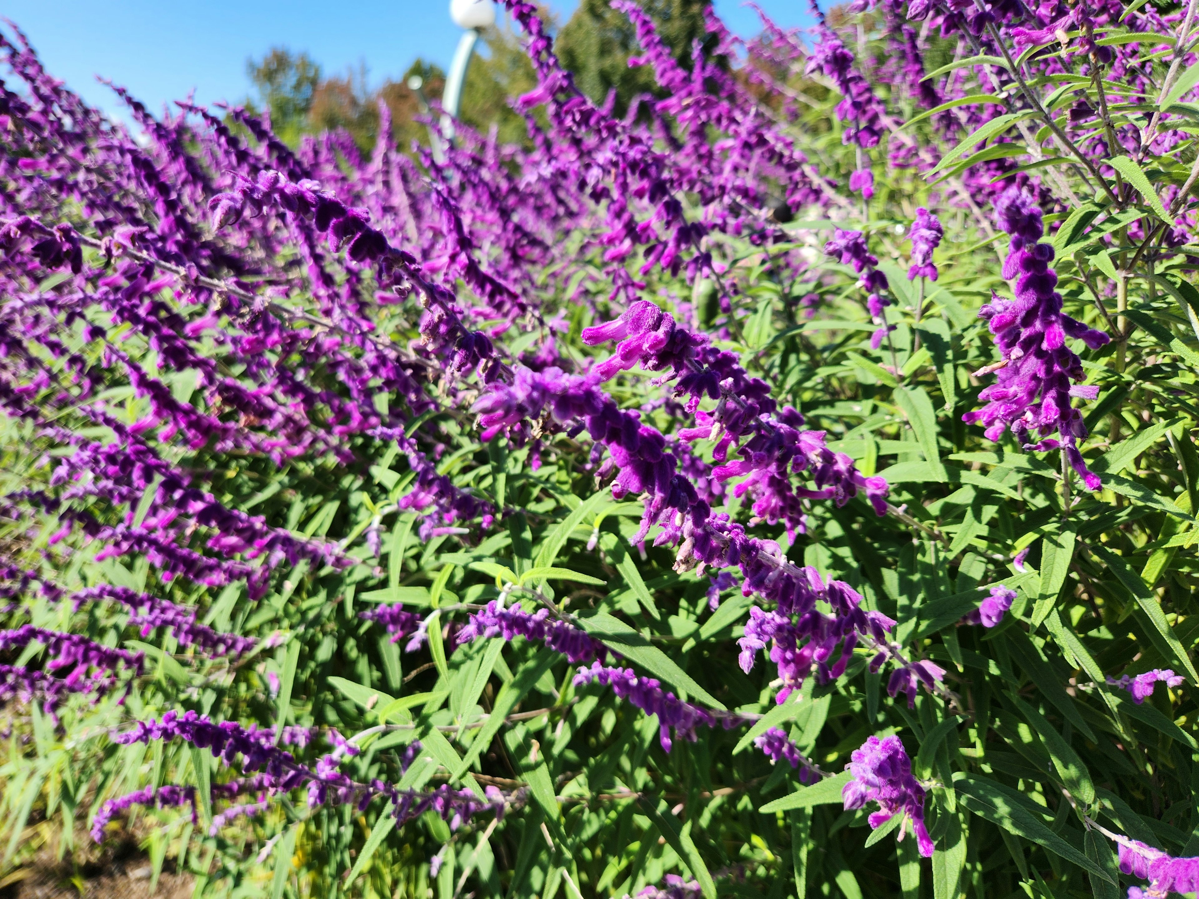 紫色の花が咲いている緑の植物の群れ