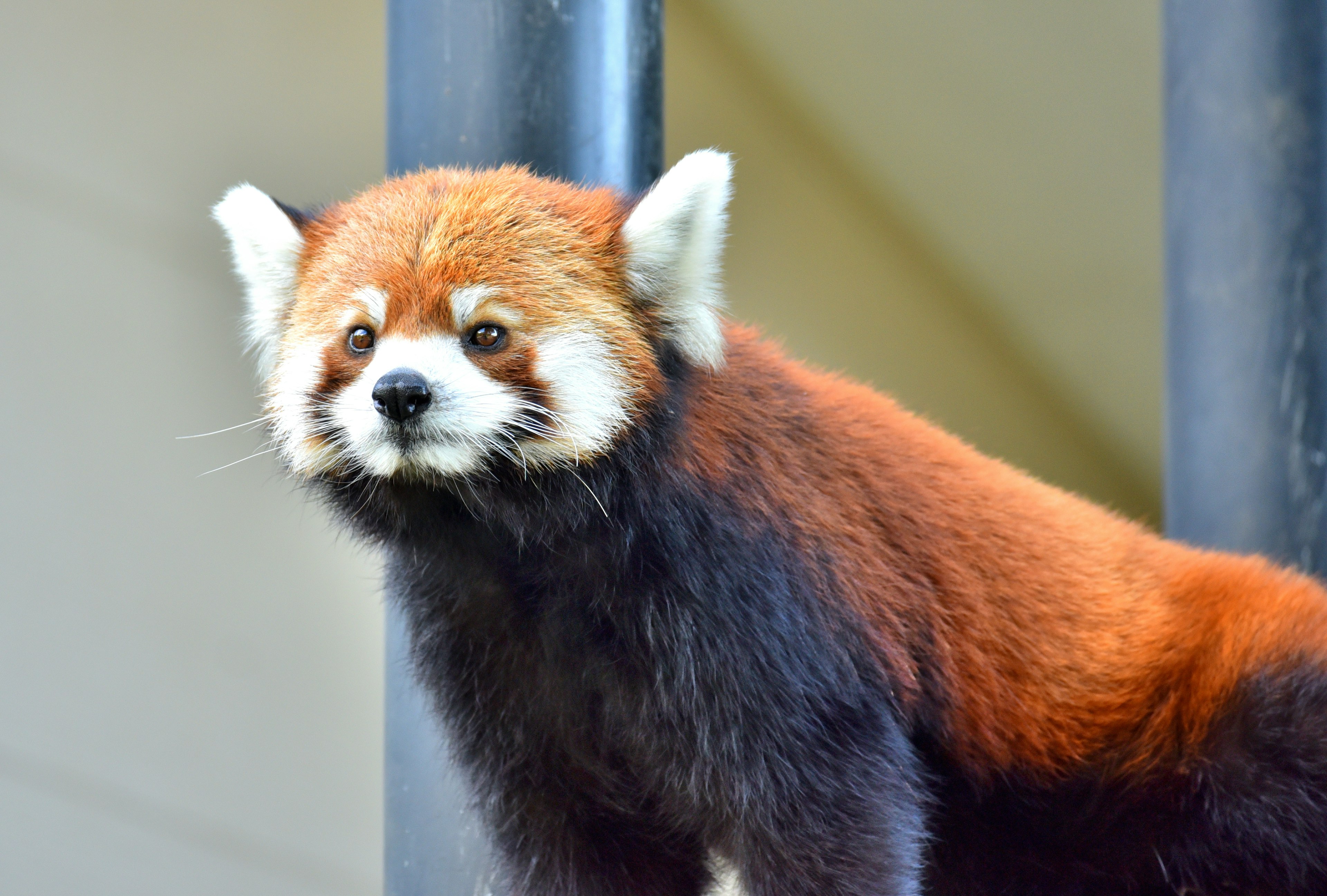 A small red panda near a wooden post