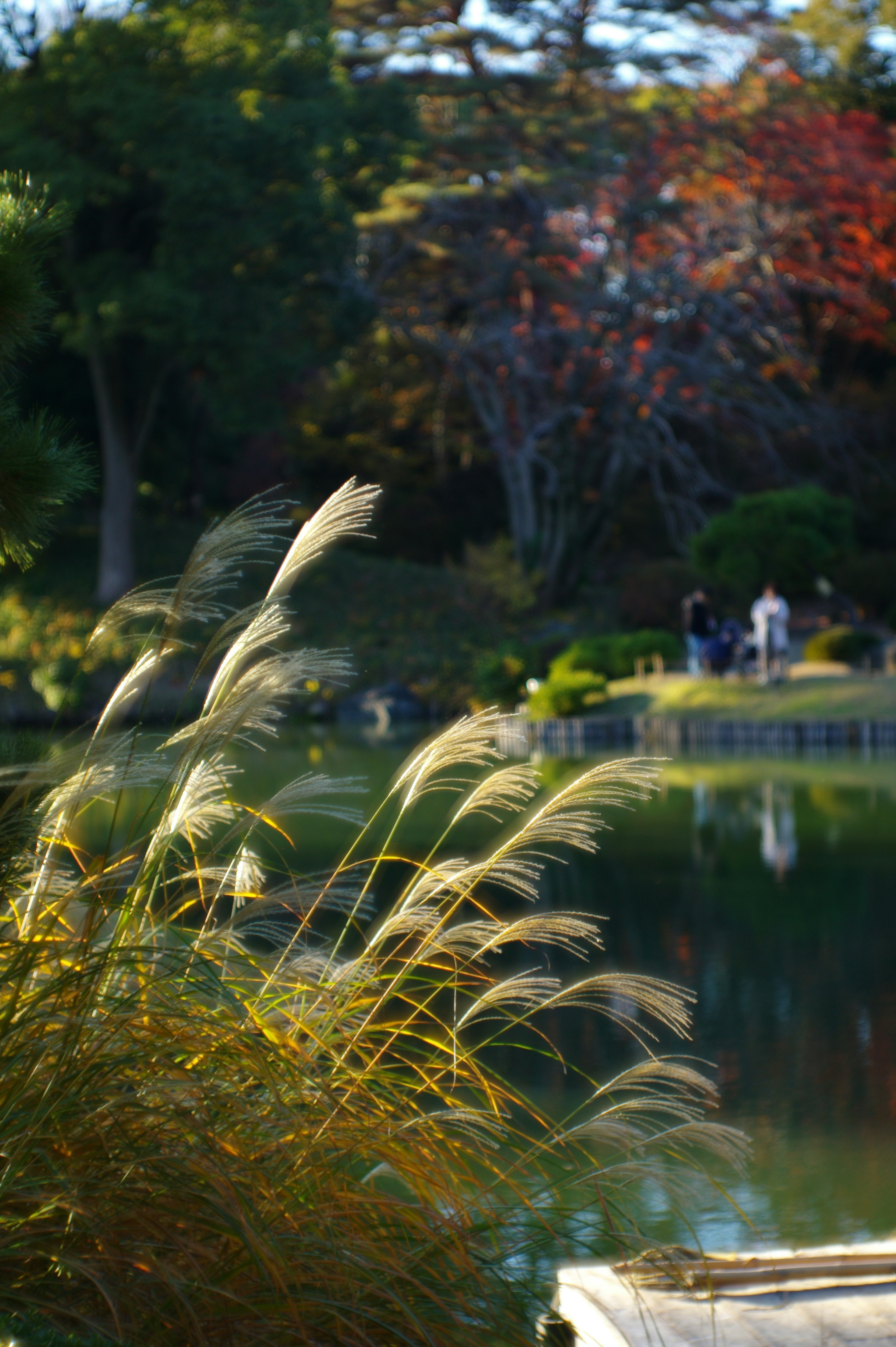 穏やかな湖のほとりに広がる草が風に揺れている背景には色づいた木々と人々の姿が見える