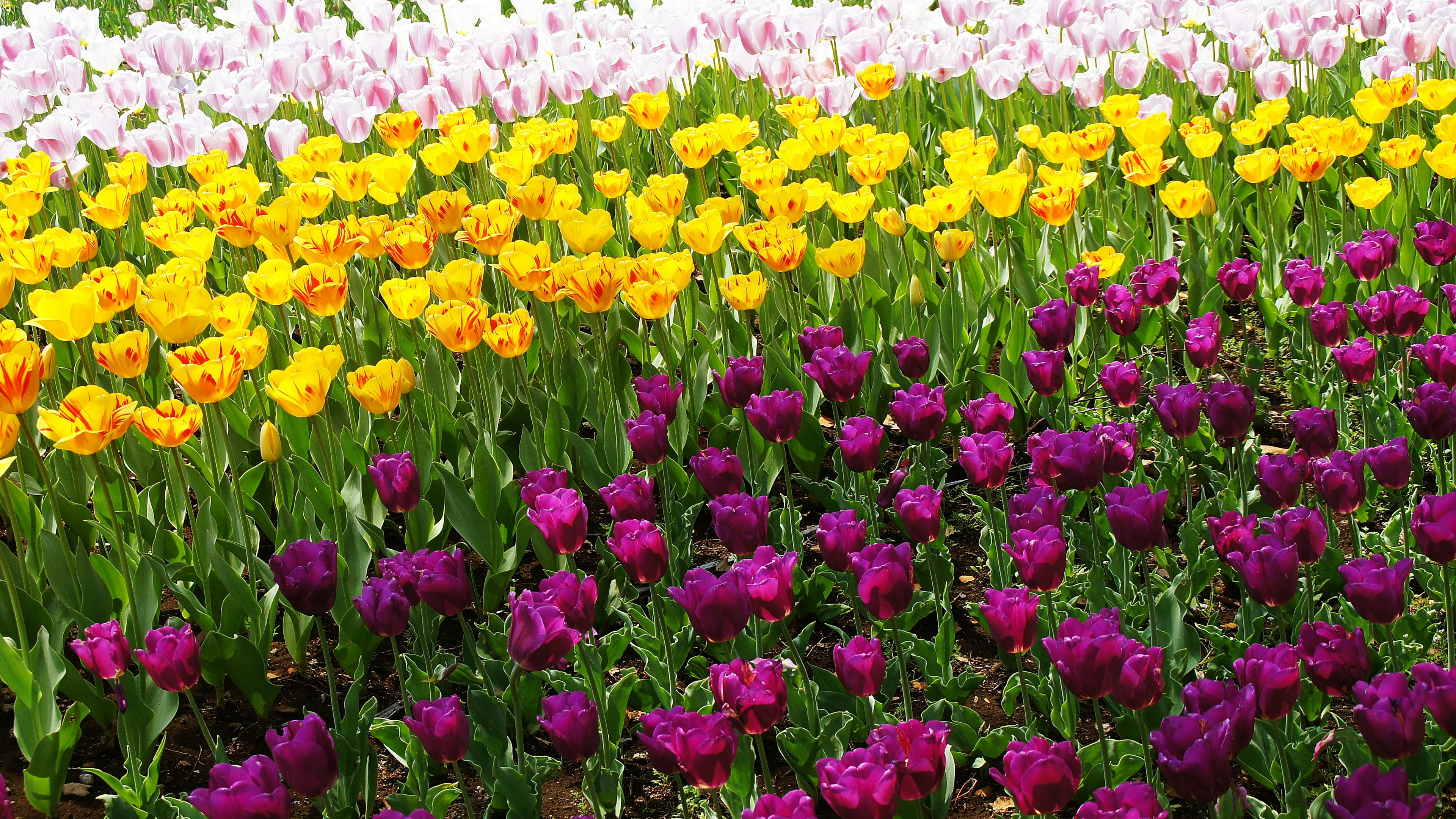 Campo di tulipani colorato con fiori rosa gialli e viola in fiore