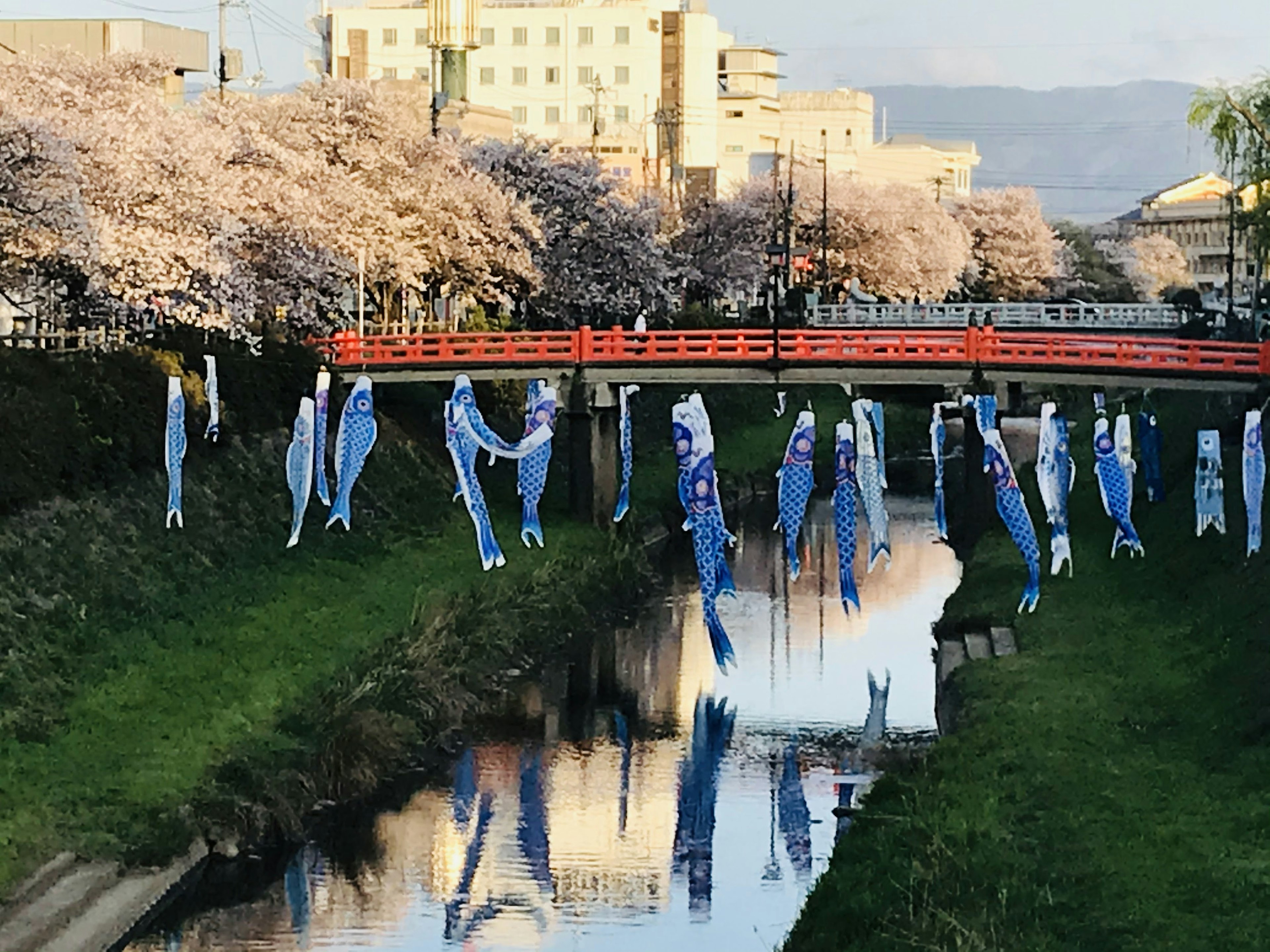 Koinobori hängen entlang eines Flusses mit Kirschblütenbäumen und einer roten Brücke