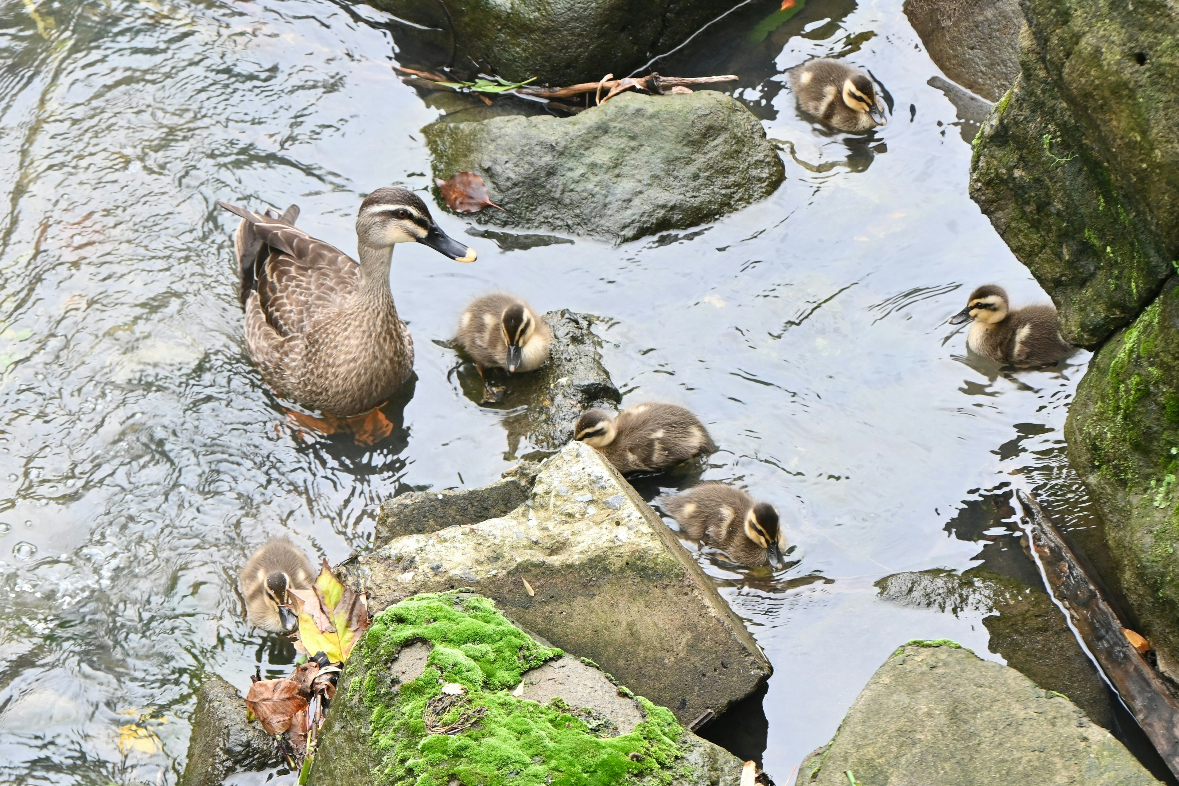 Mother duck swimming with her ducklings in a stream