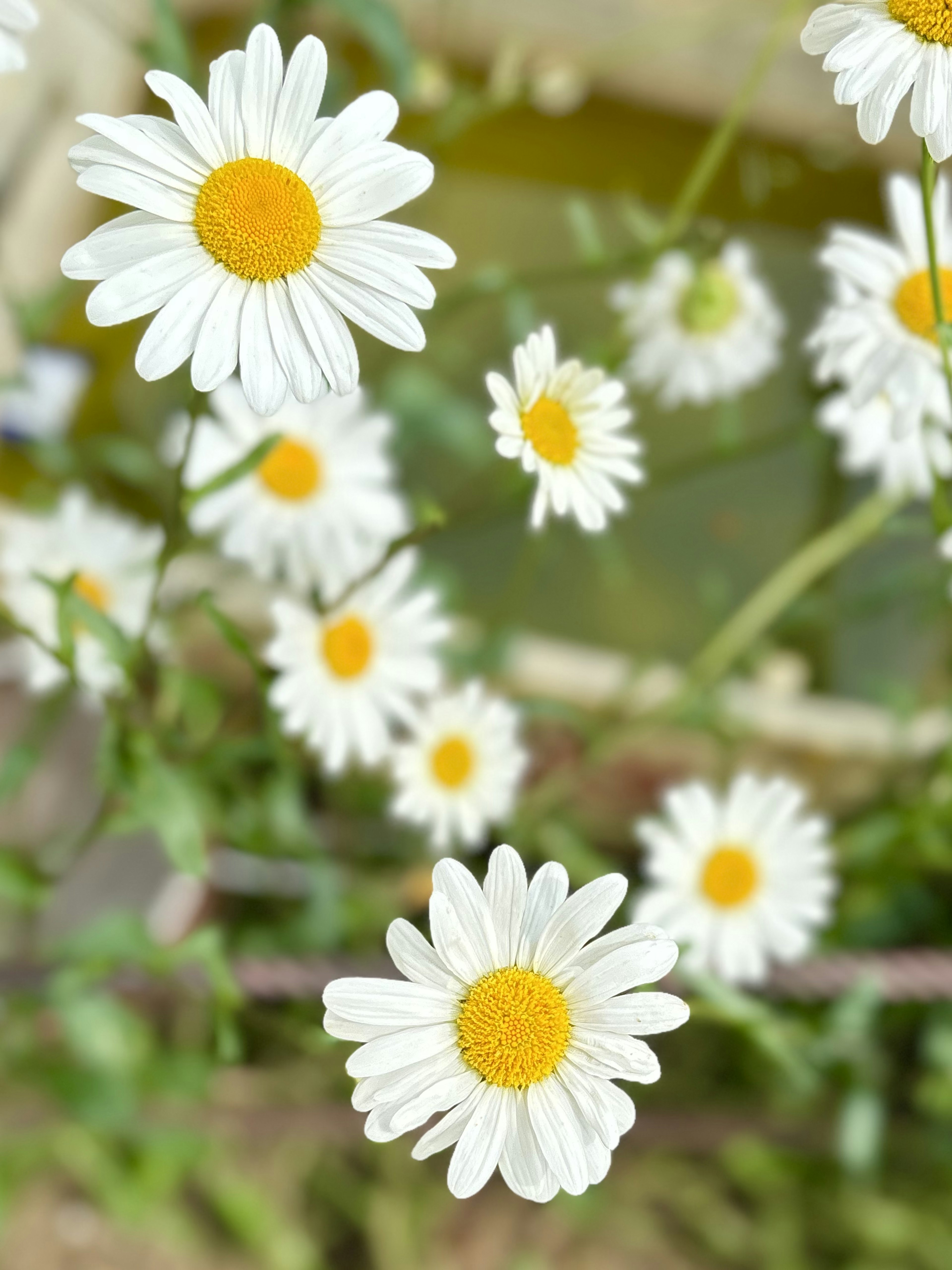 白いデイジーの花々が水辺に咲いている様子