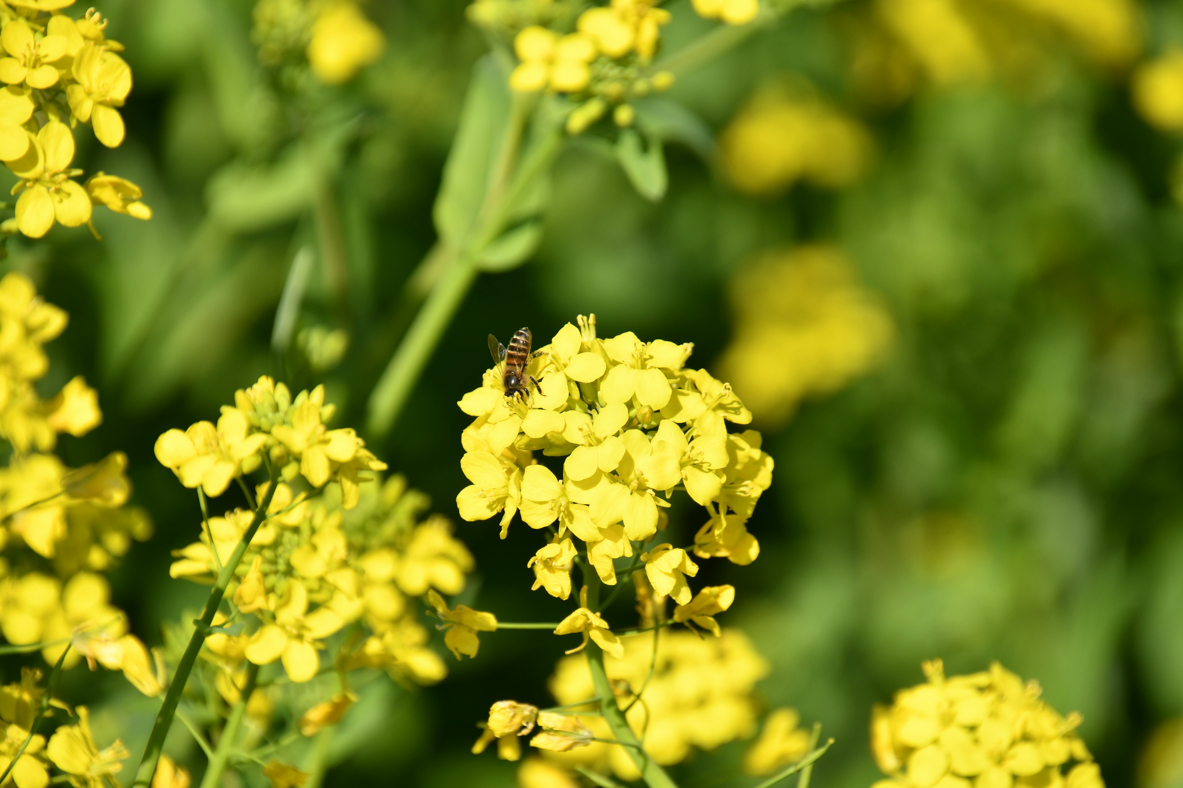 Nahaufnahme von gelben Blumen mit einer Biene