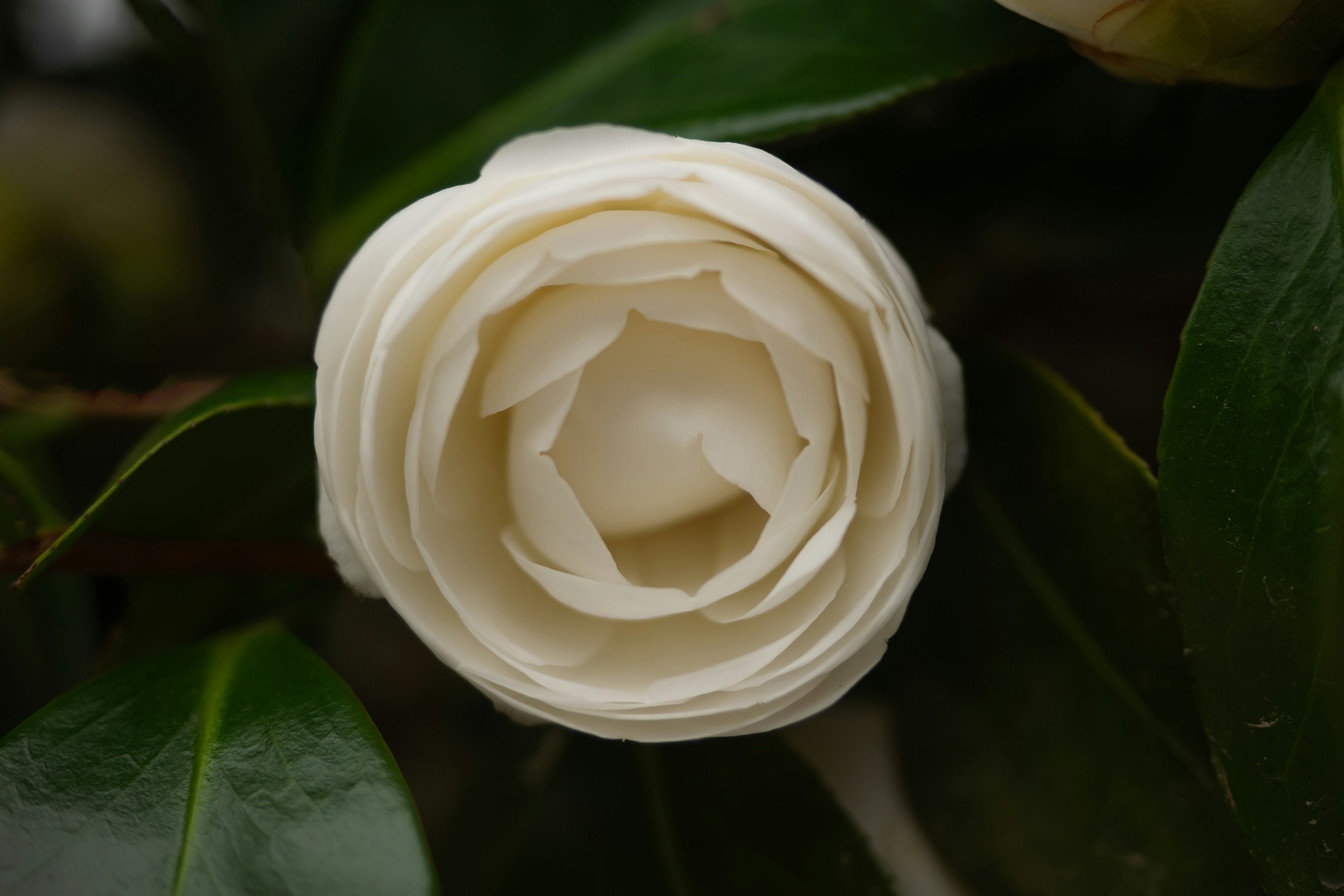 Un bellissimo fiore con petali bianchi circondato da foglie verdi