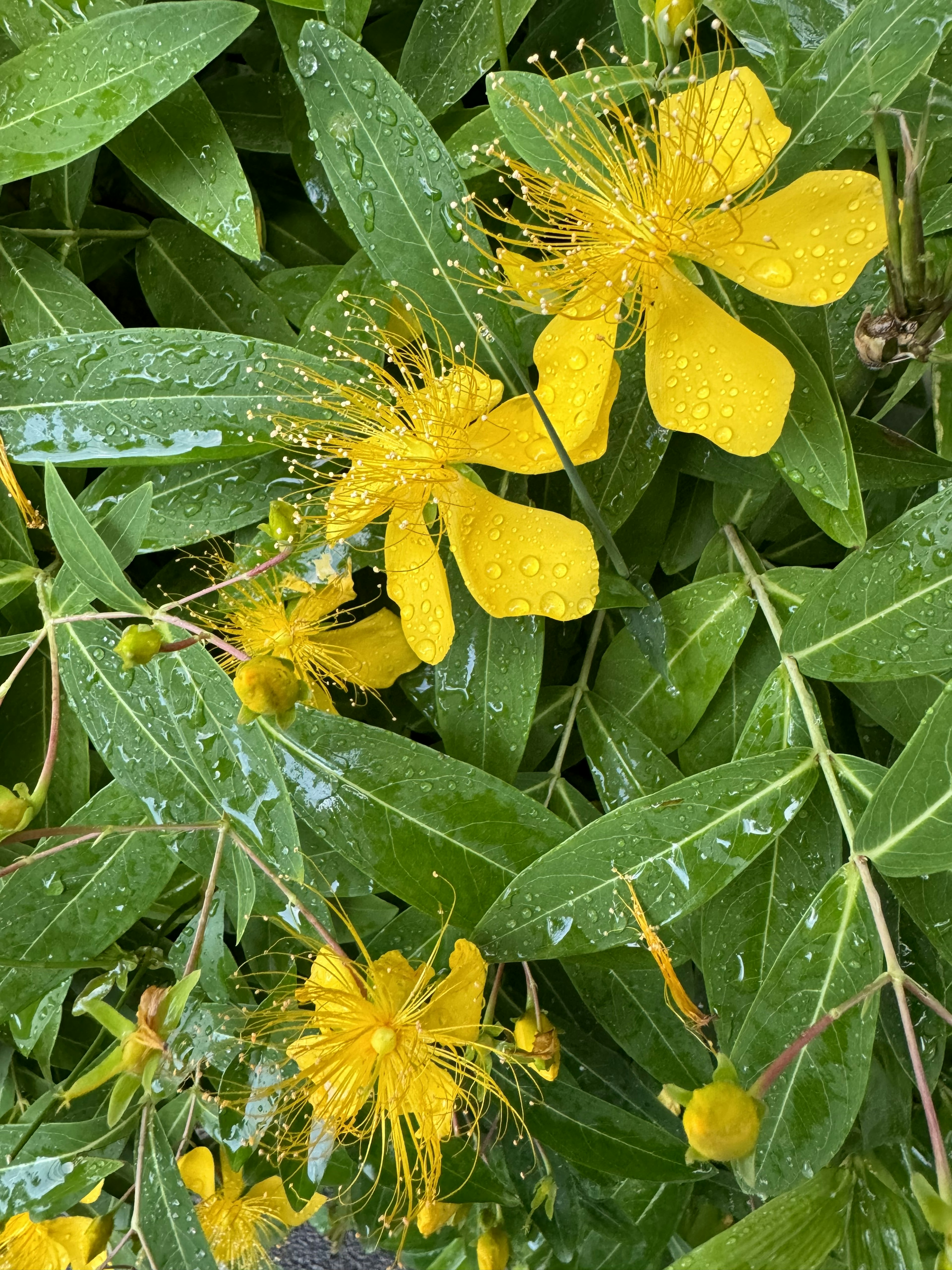 Primer plano de flores amarillas vibrantes con hojas verdes cubiertas de rocío