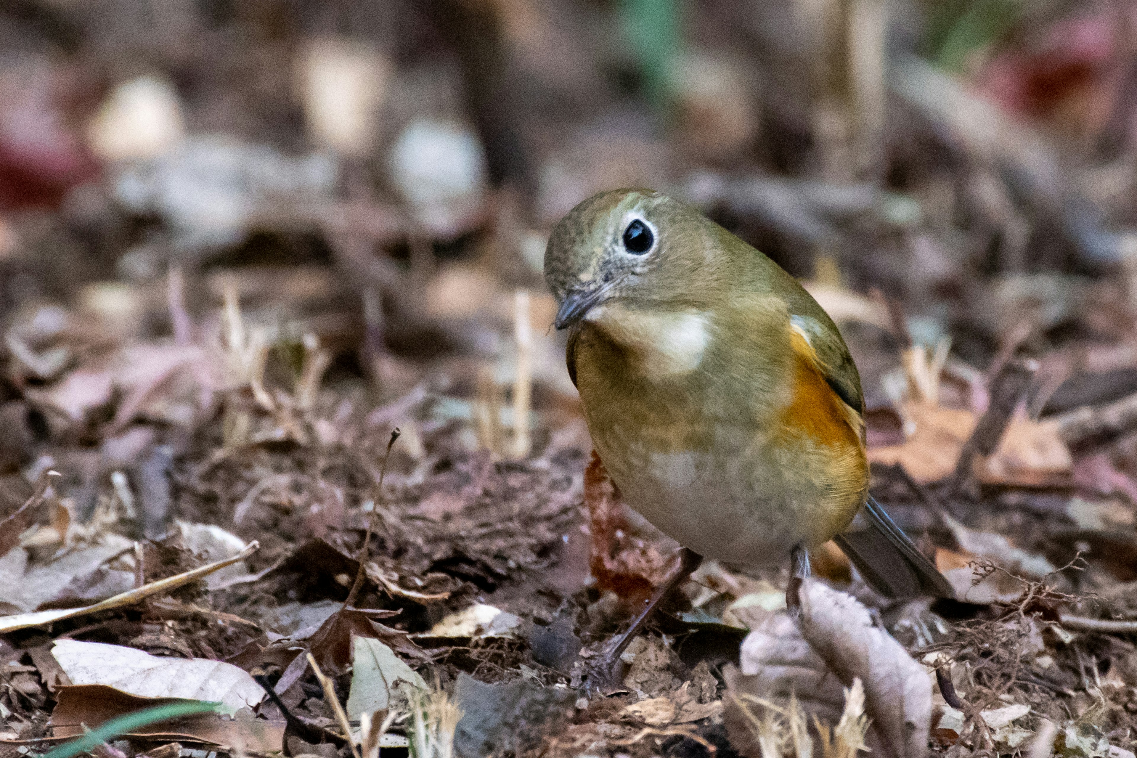 A small bird standing on the ground with green feathers and an orange belly