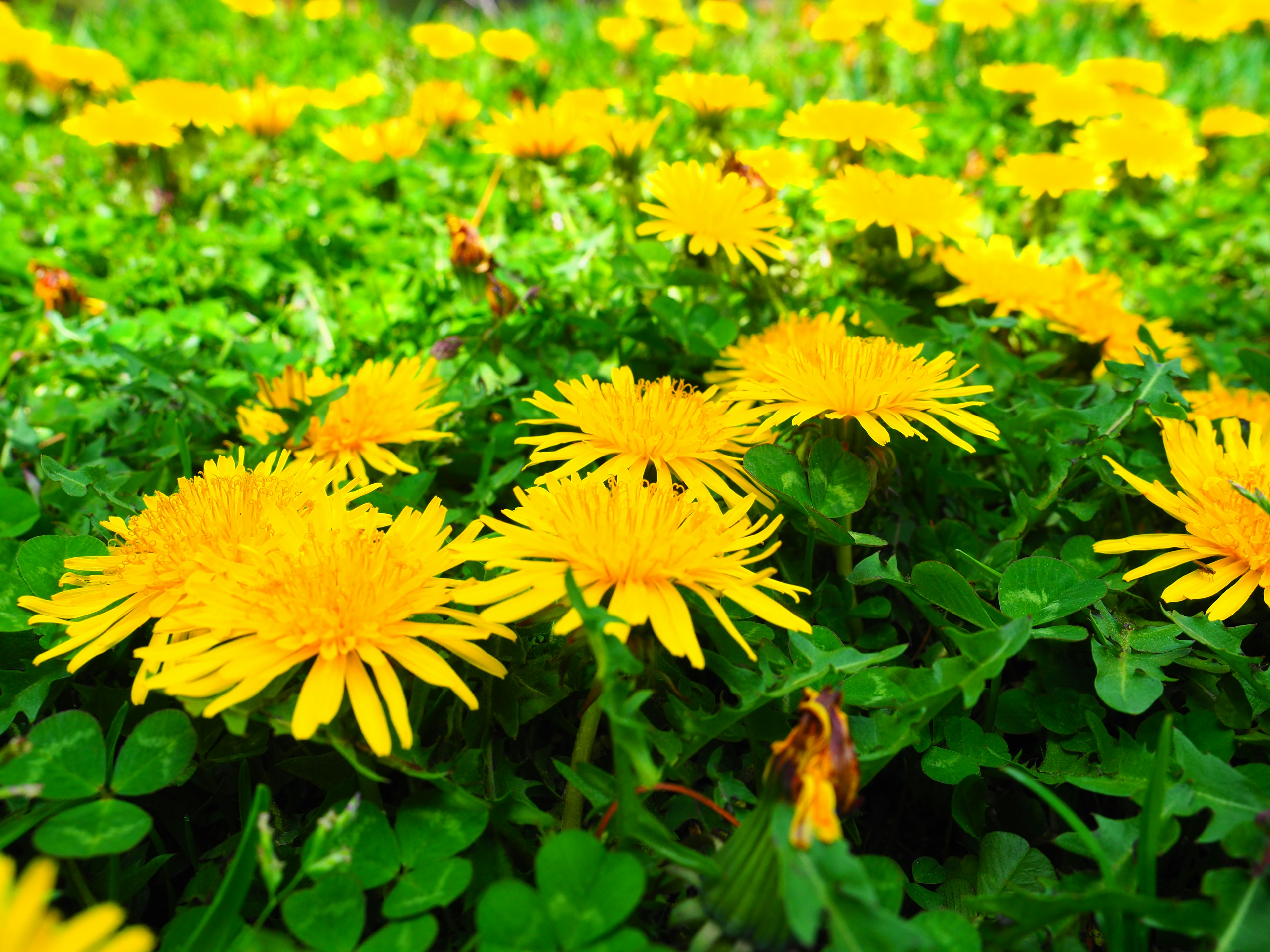 Un campo di dandelioni gialli brillanti che fioriscono tra l'erba verde lussureggiante