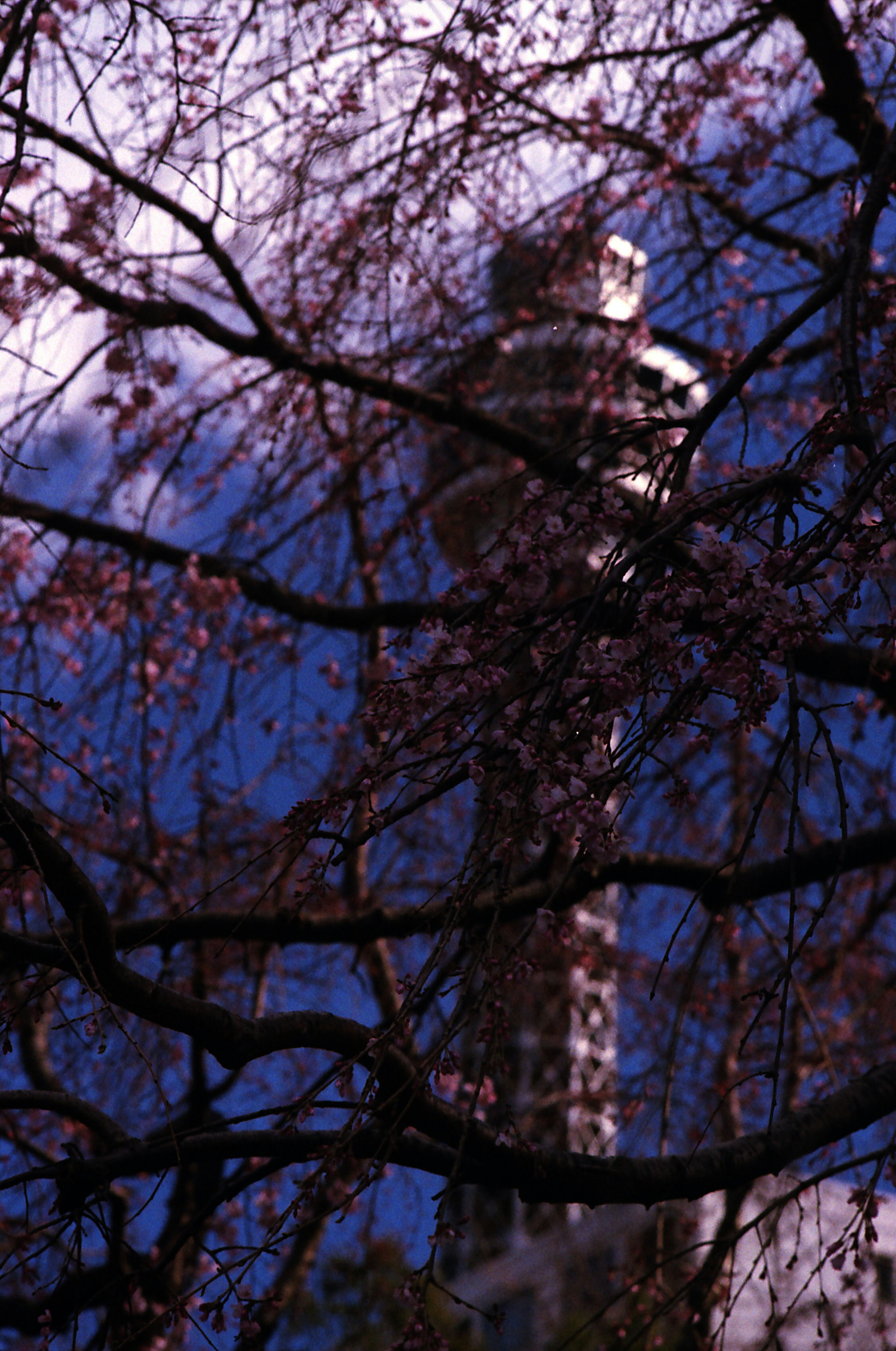 Silhouette of a tower seen through cherry blossom branches against a night sky