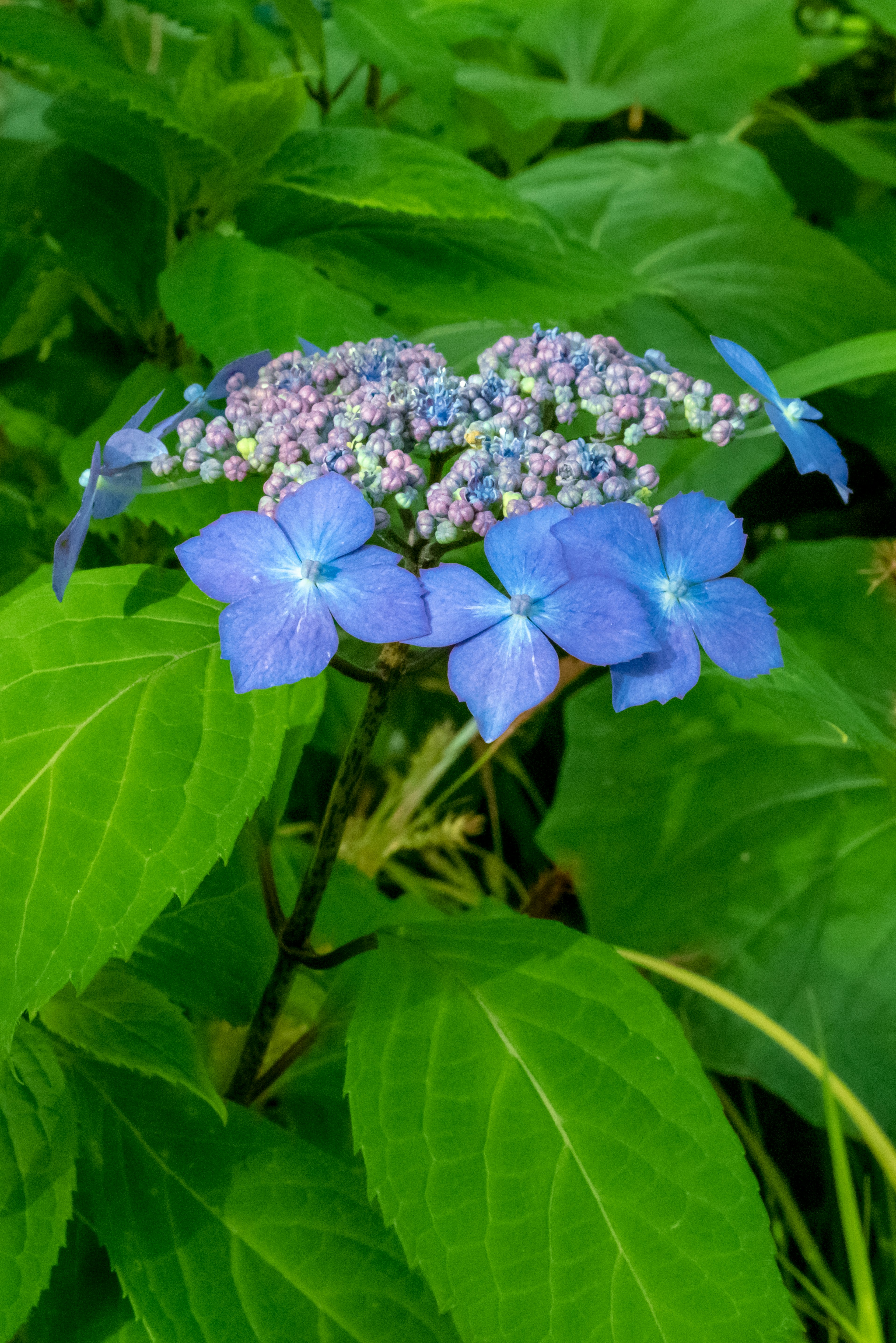 美麗的藍色花朵與綠色葉子背景