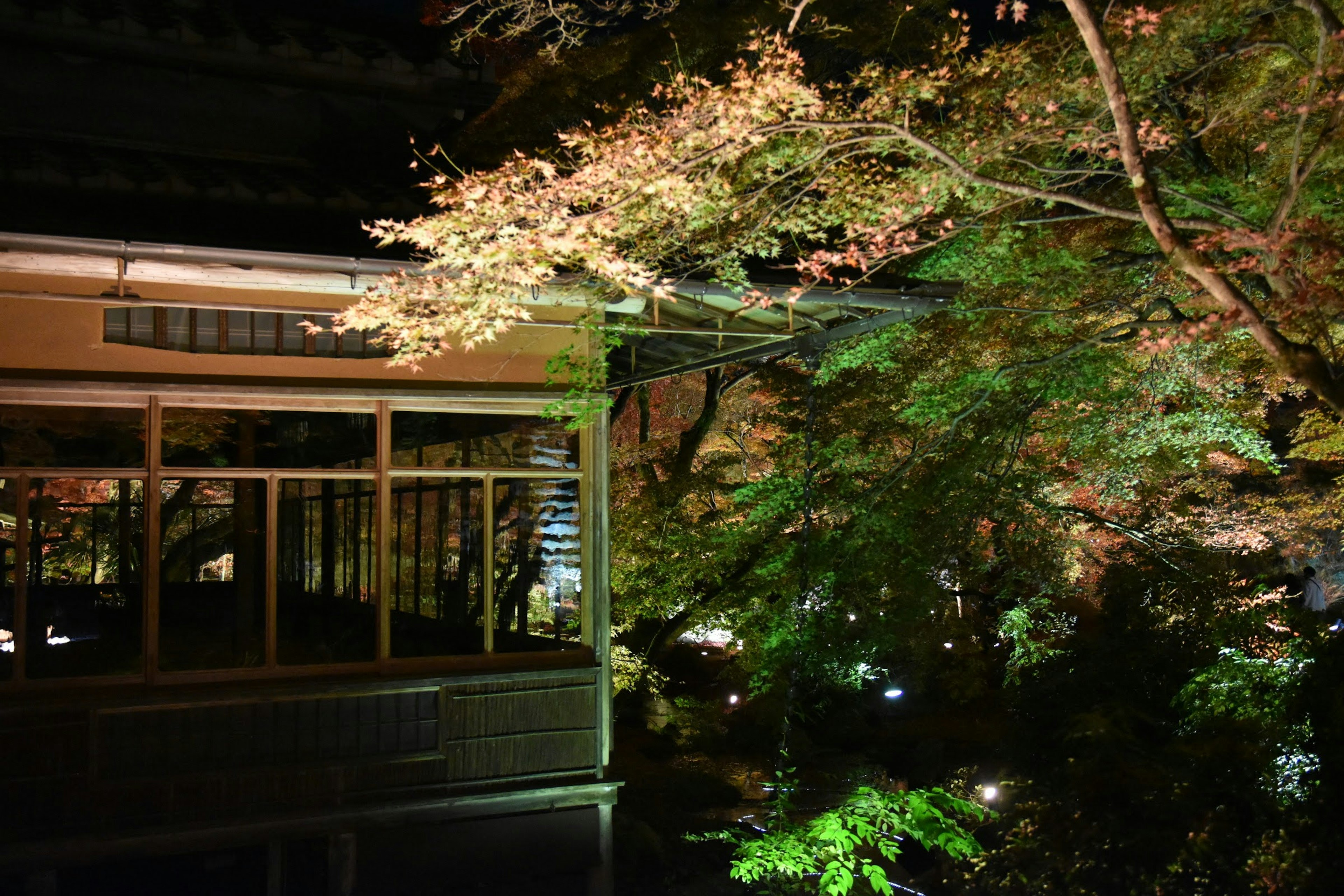 夜の庭園に照らされた和風建築と紅葉の木