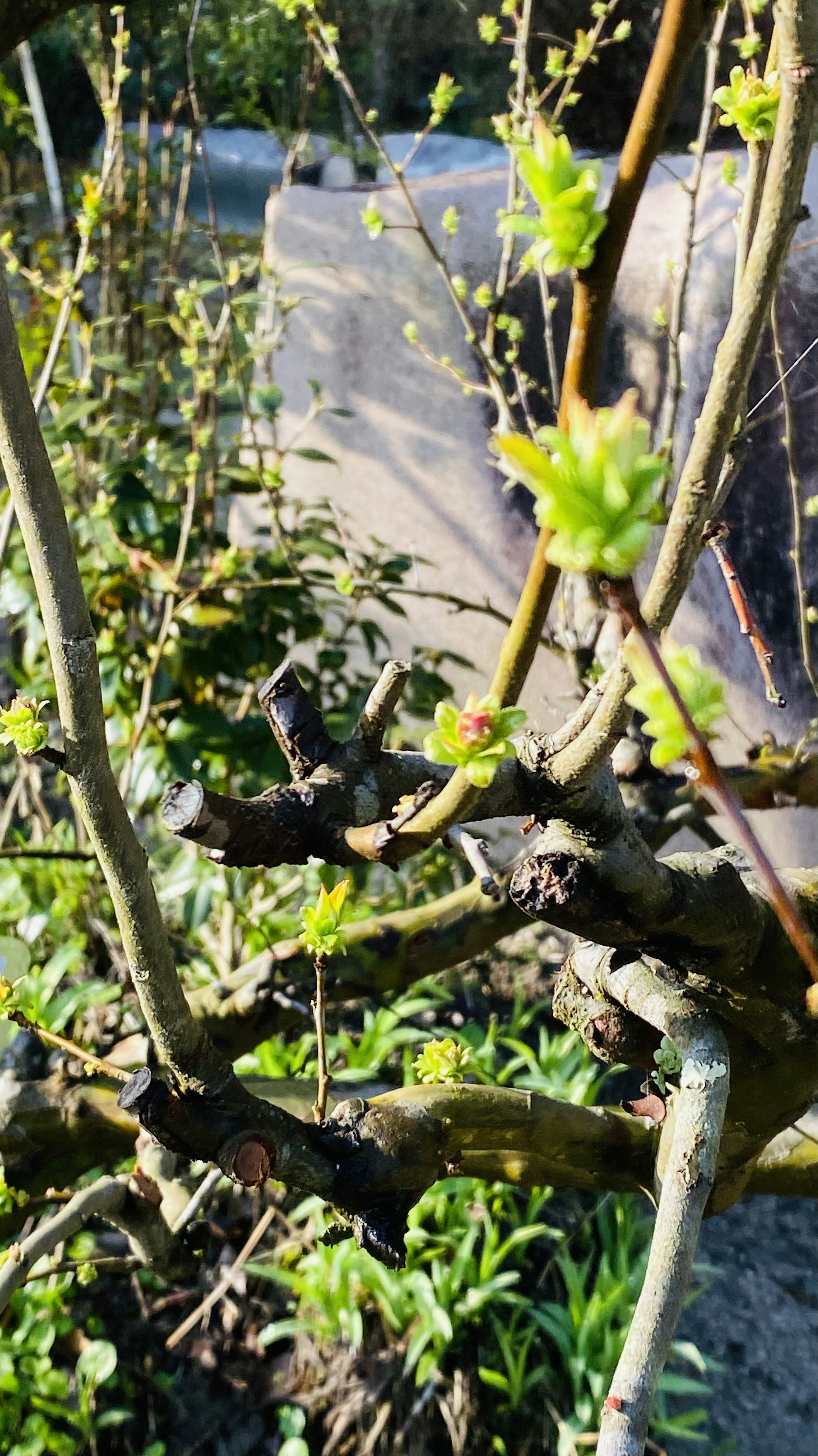 Baumäste mit neuen Knospen und grünen Blättern in einem Garten