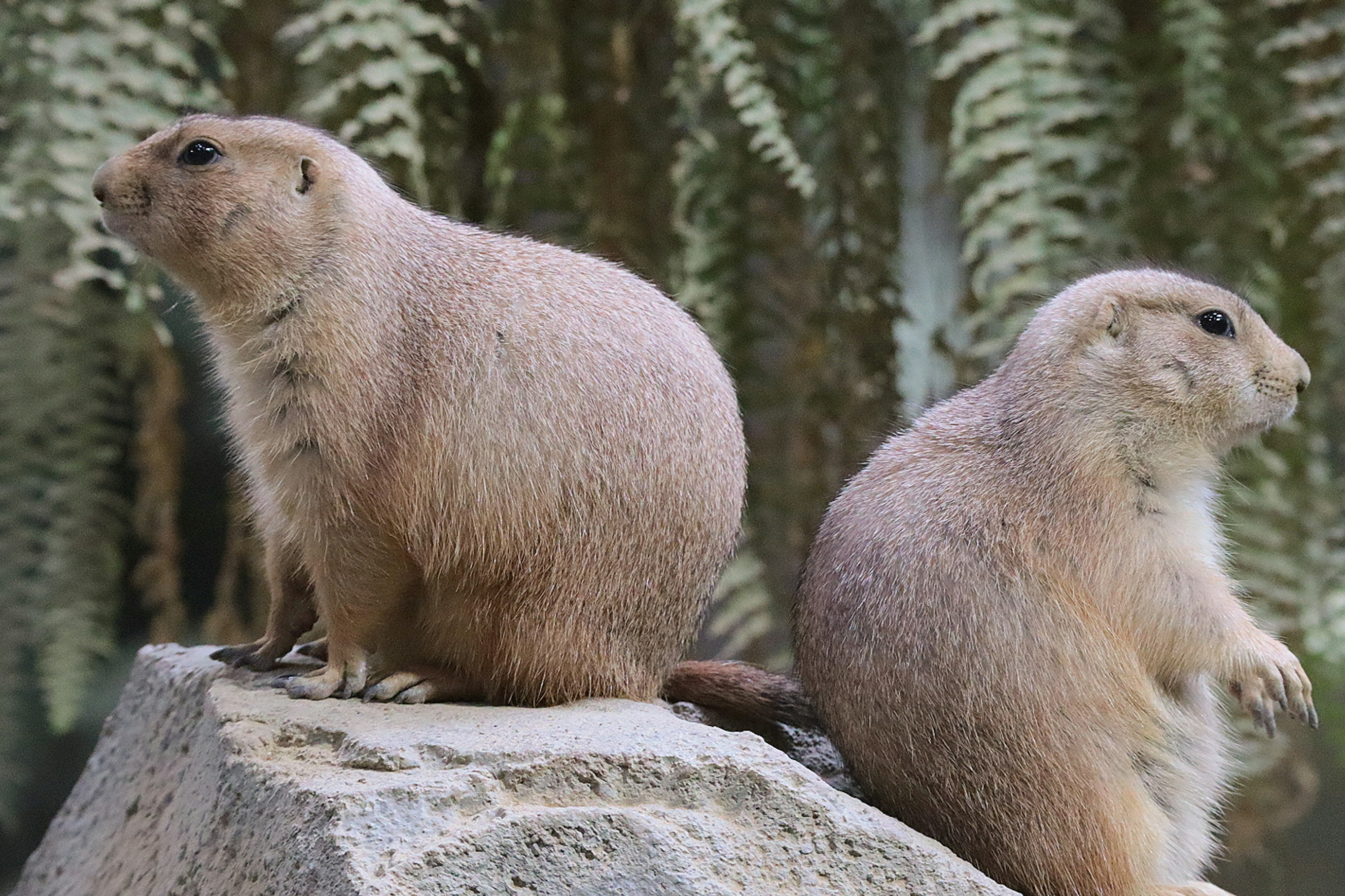 Deux chiens de prairie assis sur une roche