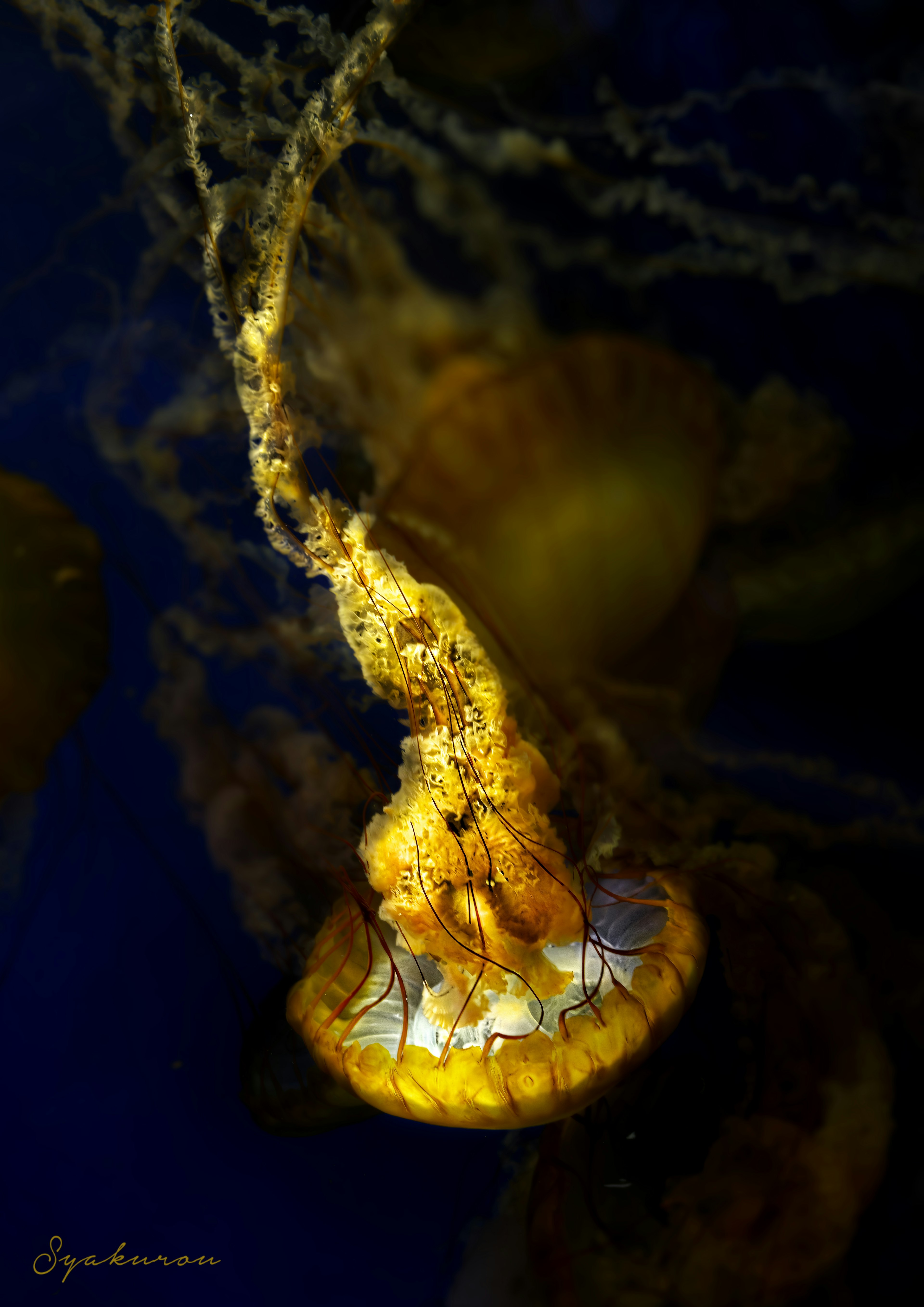 Une belle image d'une méduse jaune flottant sur un fond bleu