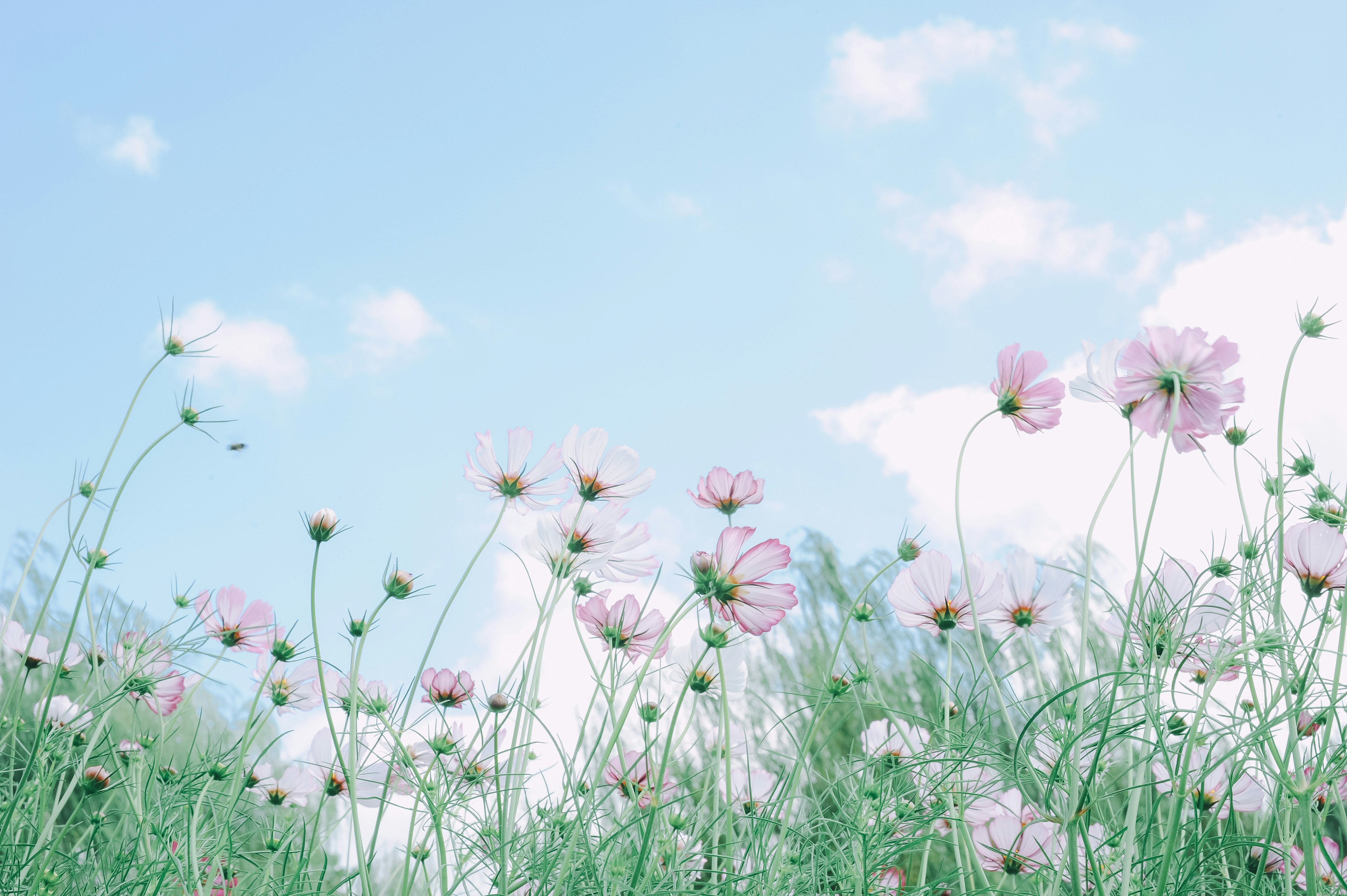 Pink flowers and green grass under a blue sky