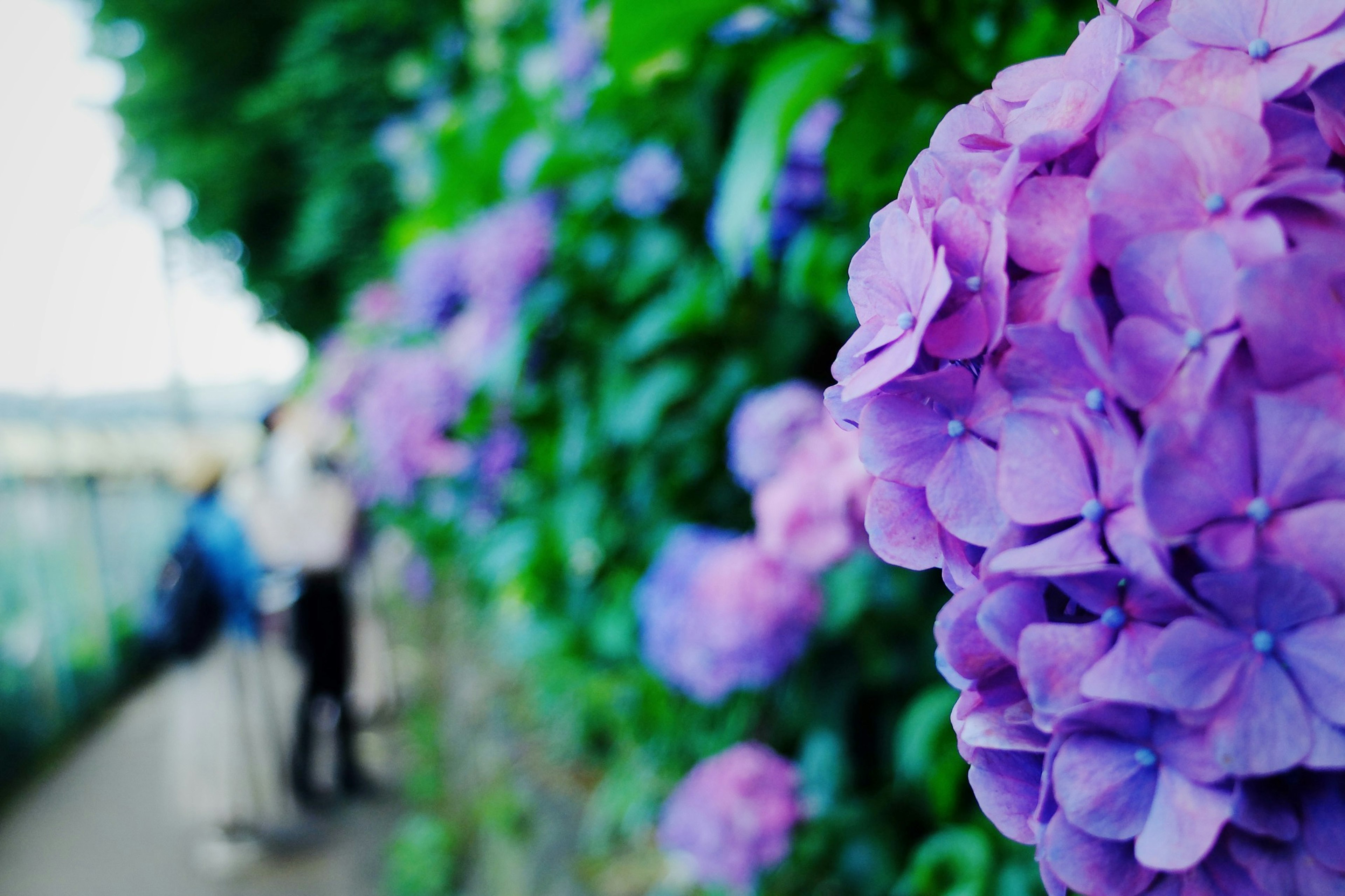 紫色のアジサイの花と背景の緑の葉がある風景