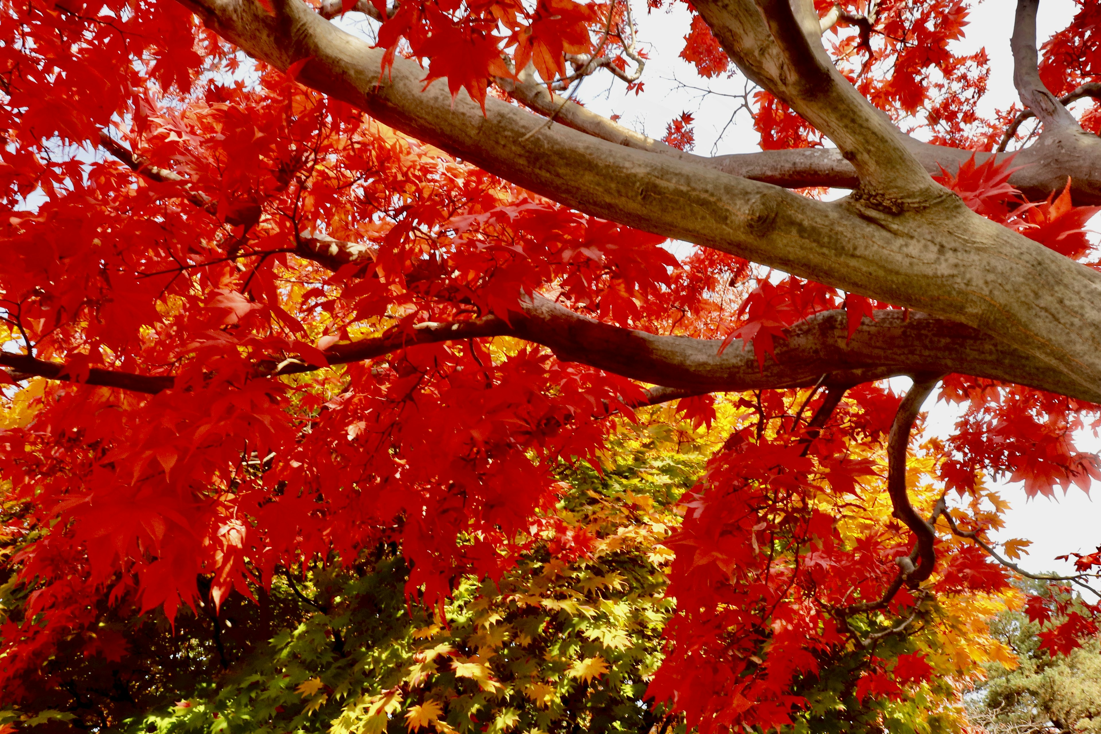 Vibrant red maple tree branches with colorful foliage in the background