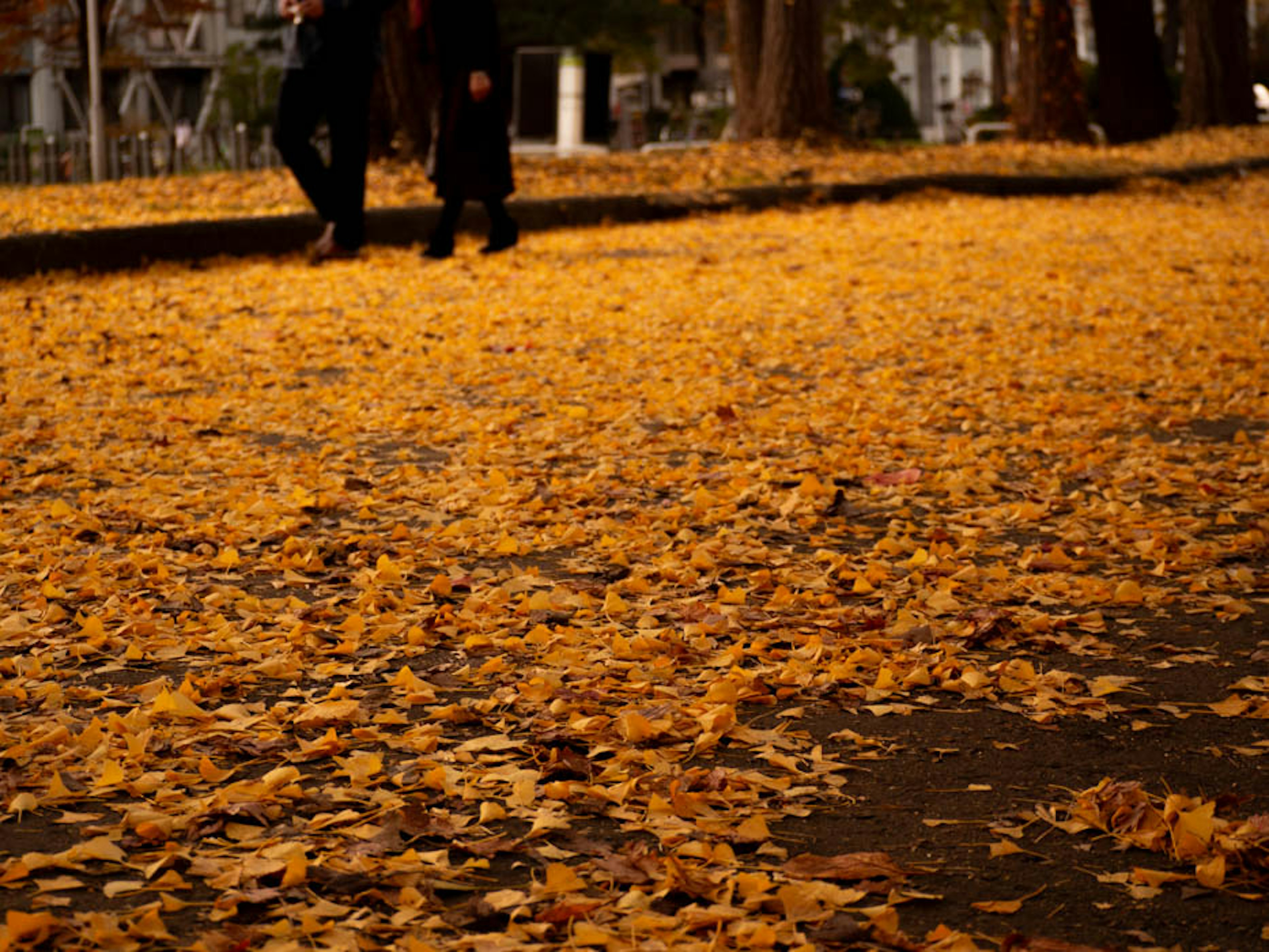 Des personnes marchant sur un chemin couvert de feuilles jaunes