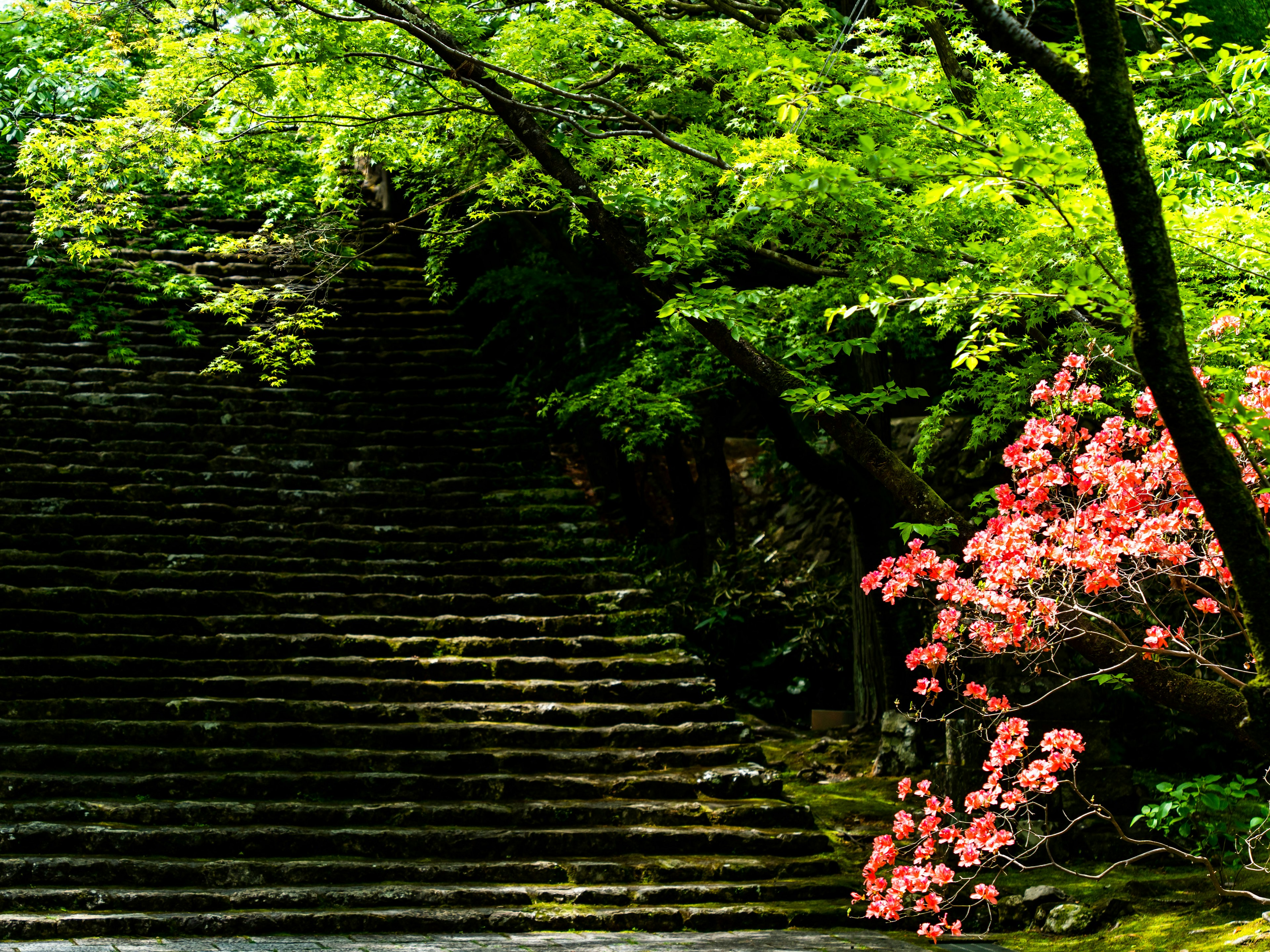 緑の木々に囲まれた石の階段とピンクの花が咲く景色