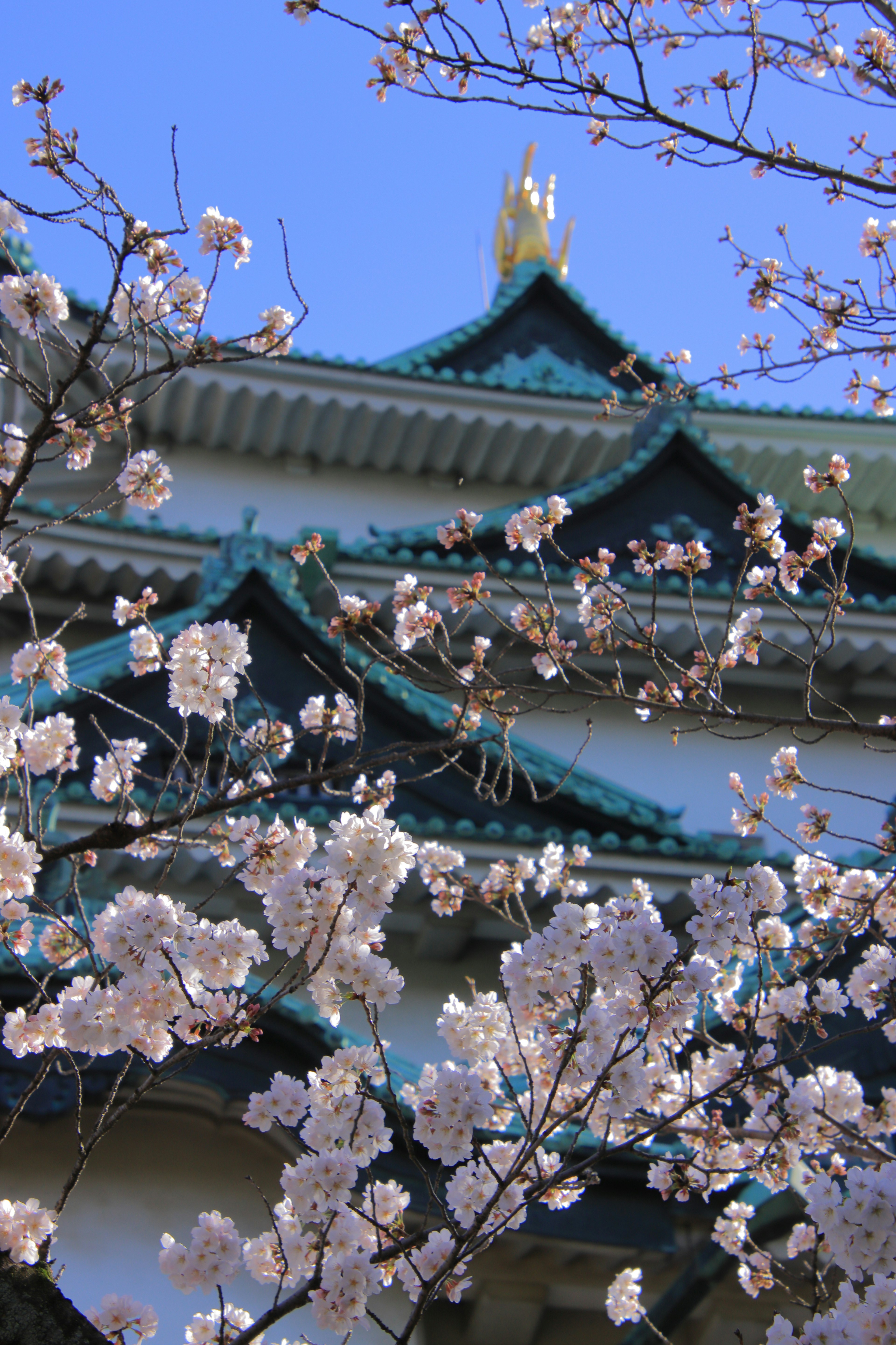 Pemandangan indah bunga sakura dengan atap kastil