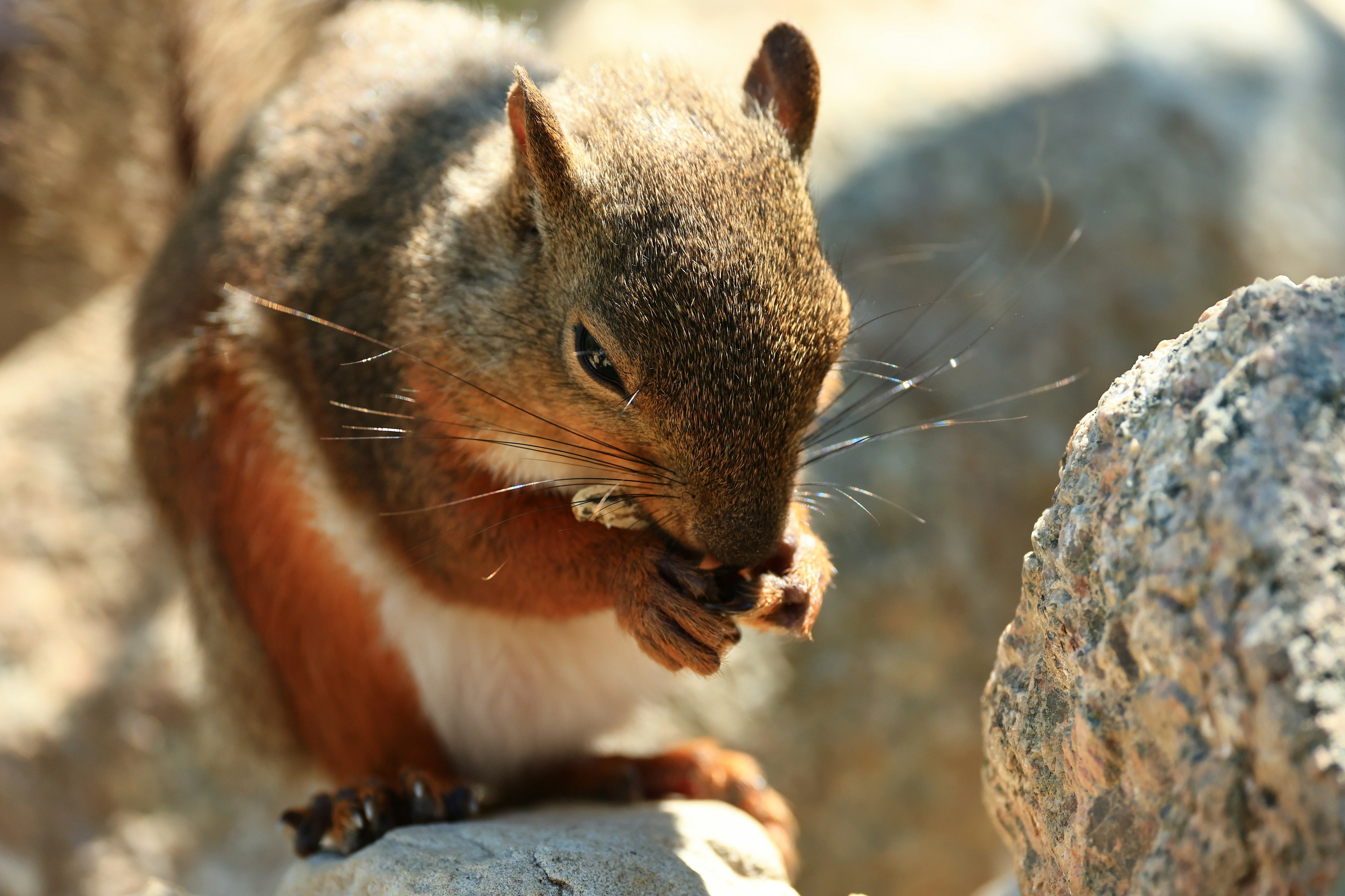 A squirrel eating food while sitting on a rock