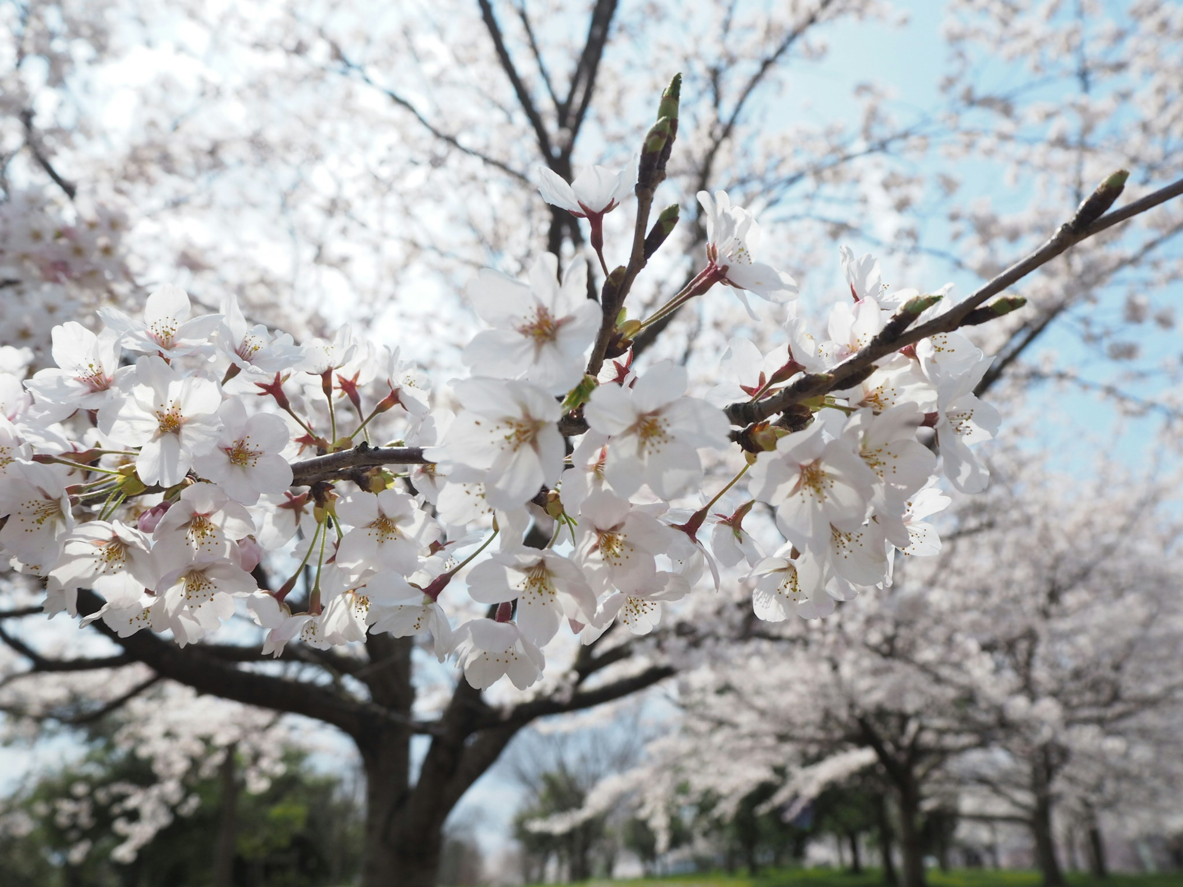 Acercamiento de flores de cerezo en ramas bajo un cielo azul