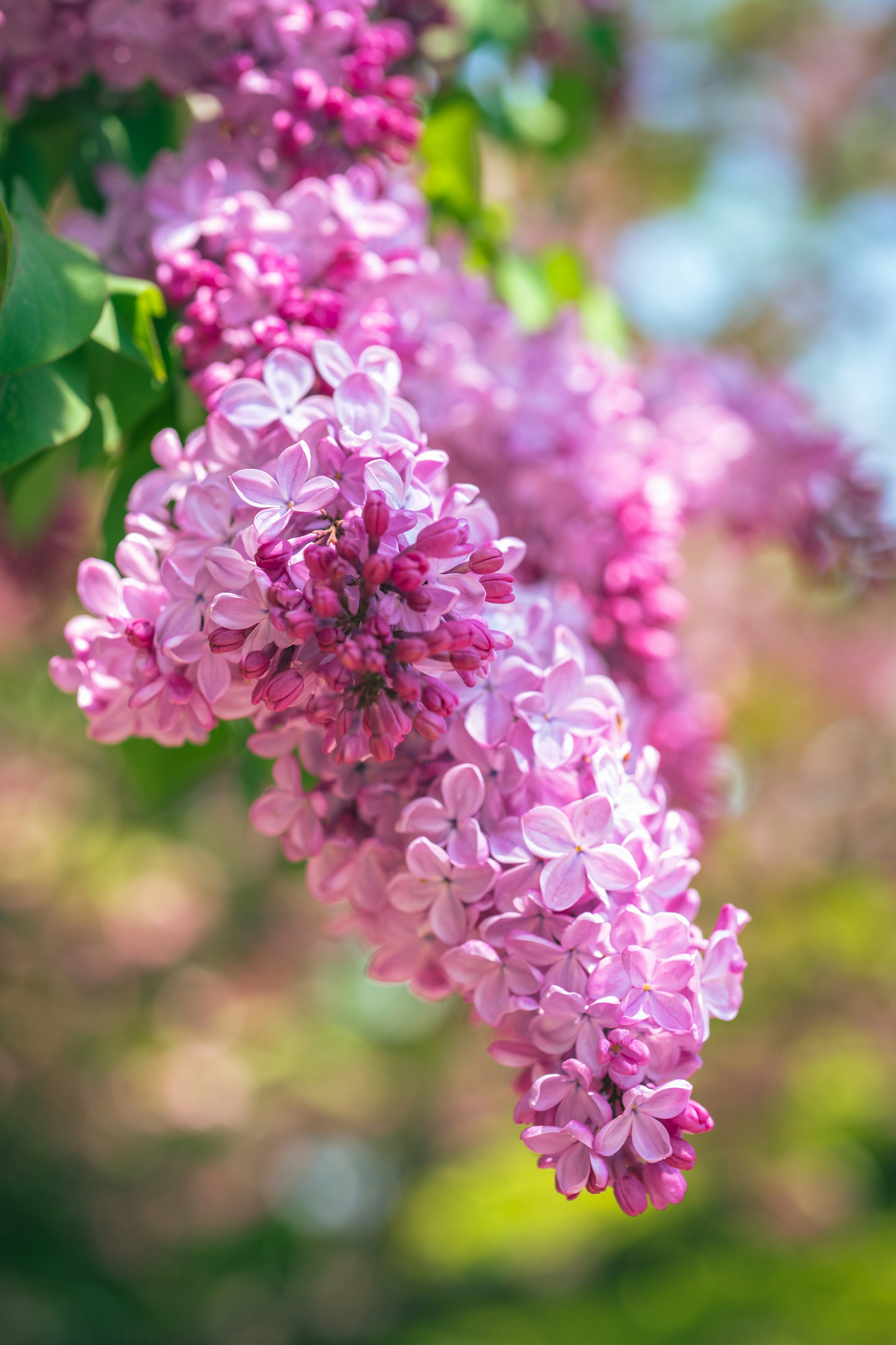 薄紫色のライラックの花房が青空の下に垂れ下がっている