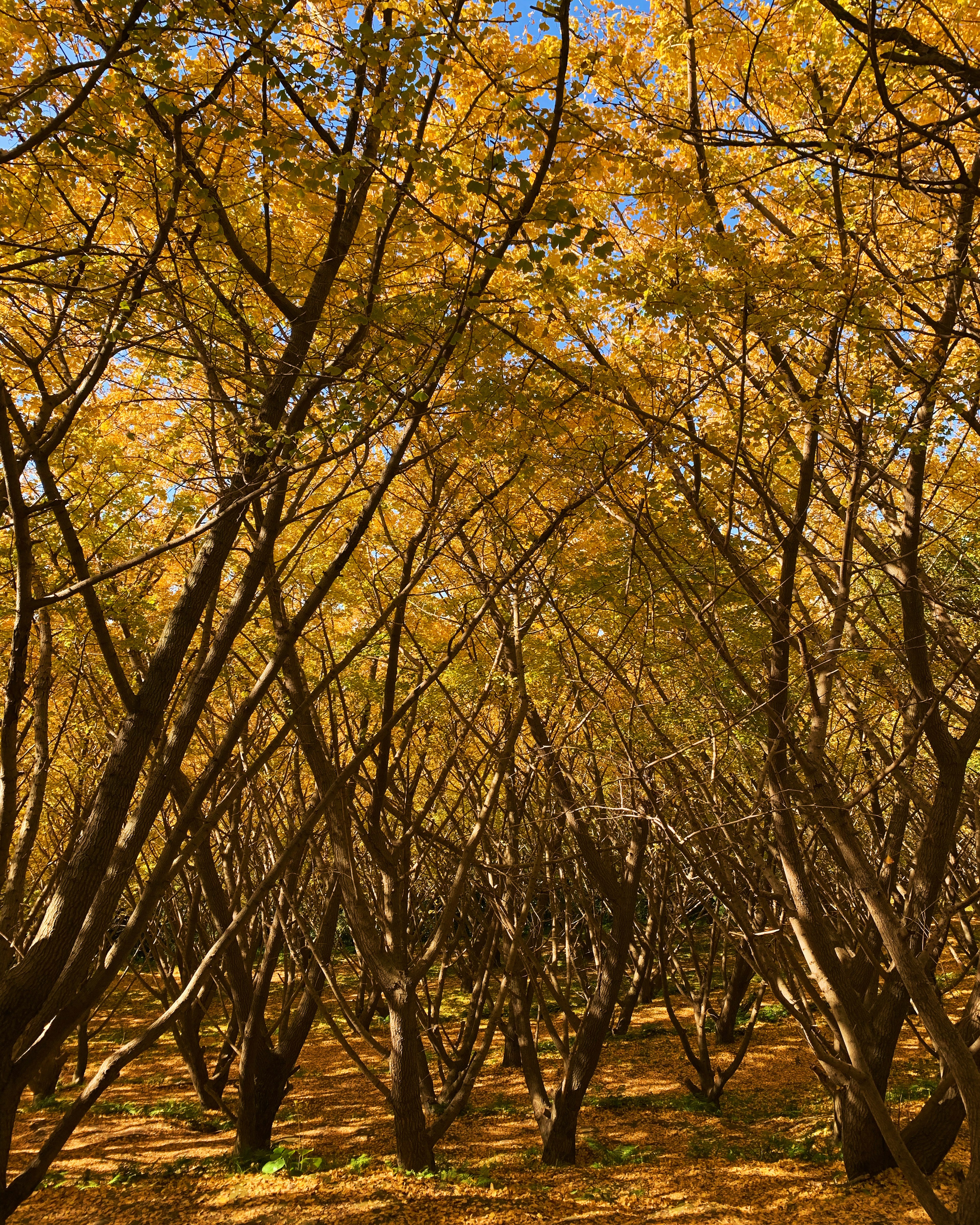 Schöne herbstliche Landschaft mit Bäumen mit lebhaften gelben Blättern