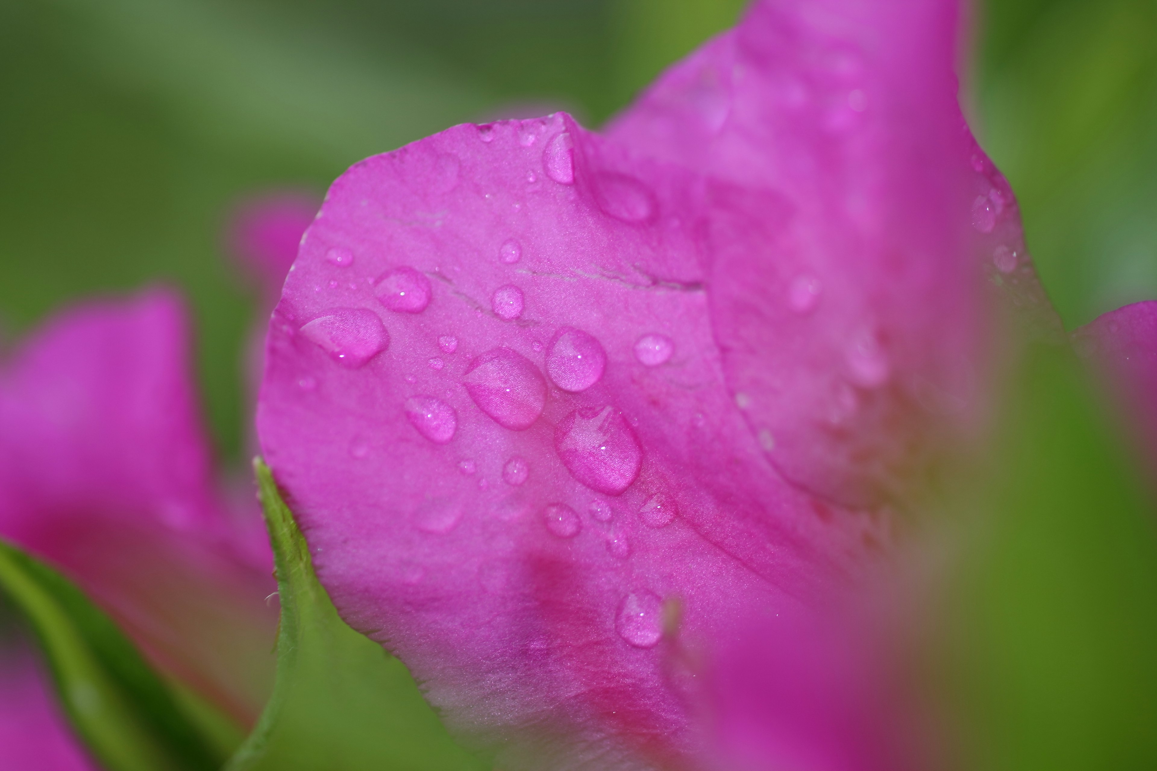 Gros plan d'une pétale de fleur rose avec des gouttes de pluie