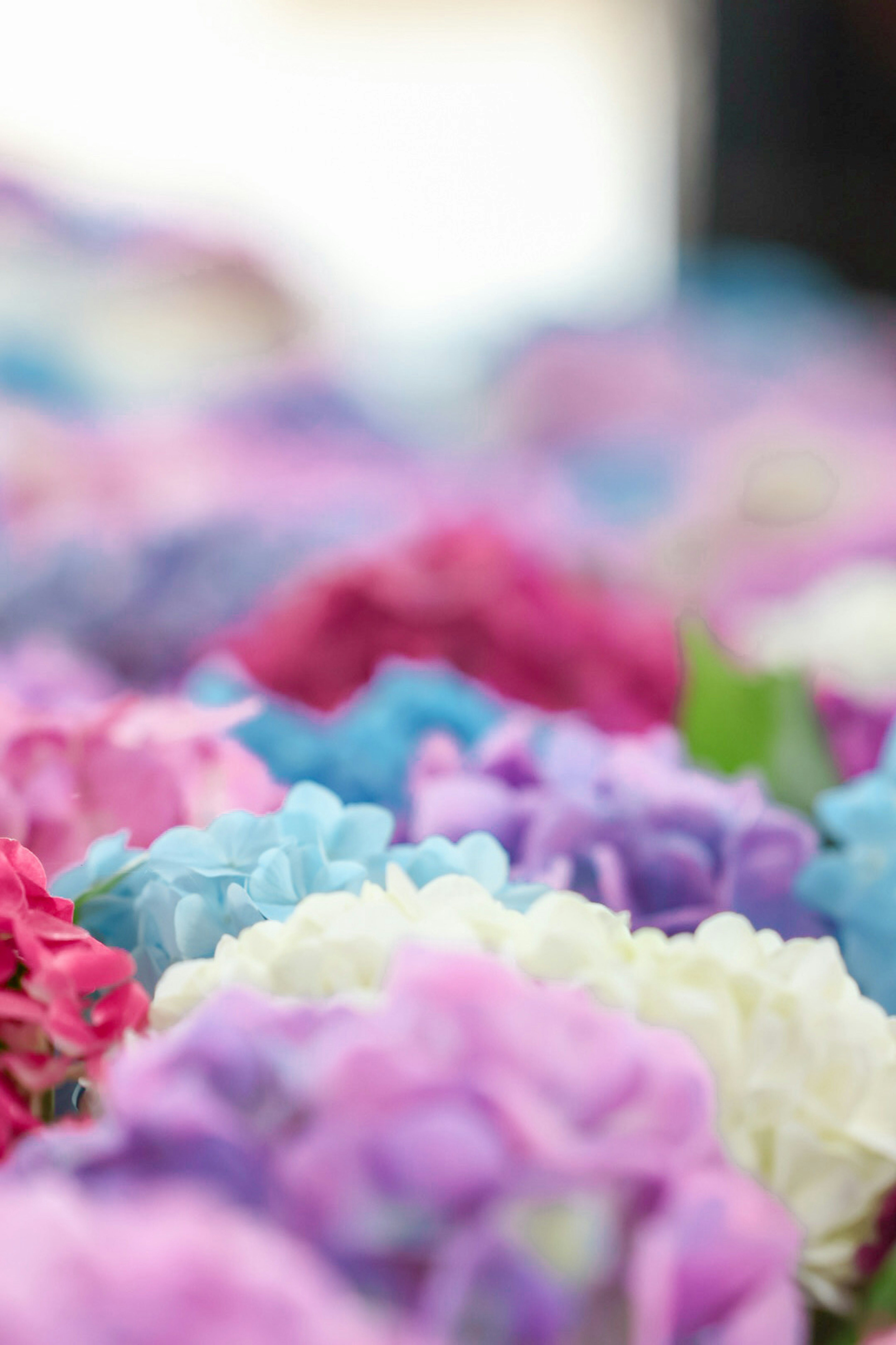 Une belle exposition de fleurs colorées dans diverses teintes