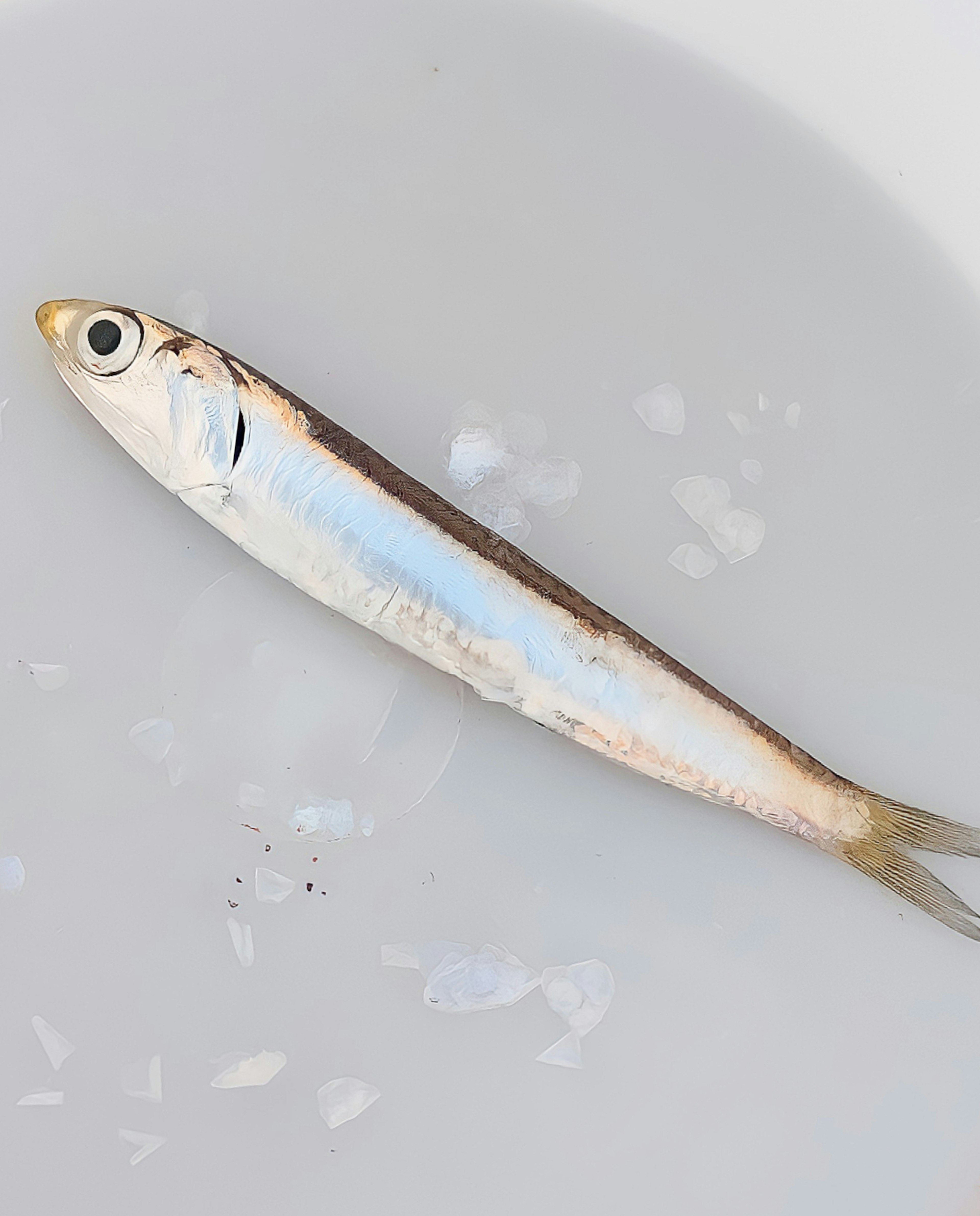 Image of a fish on a white plate