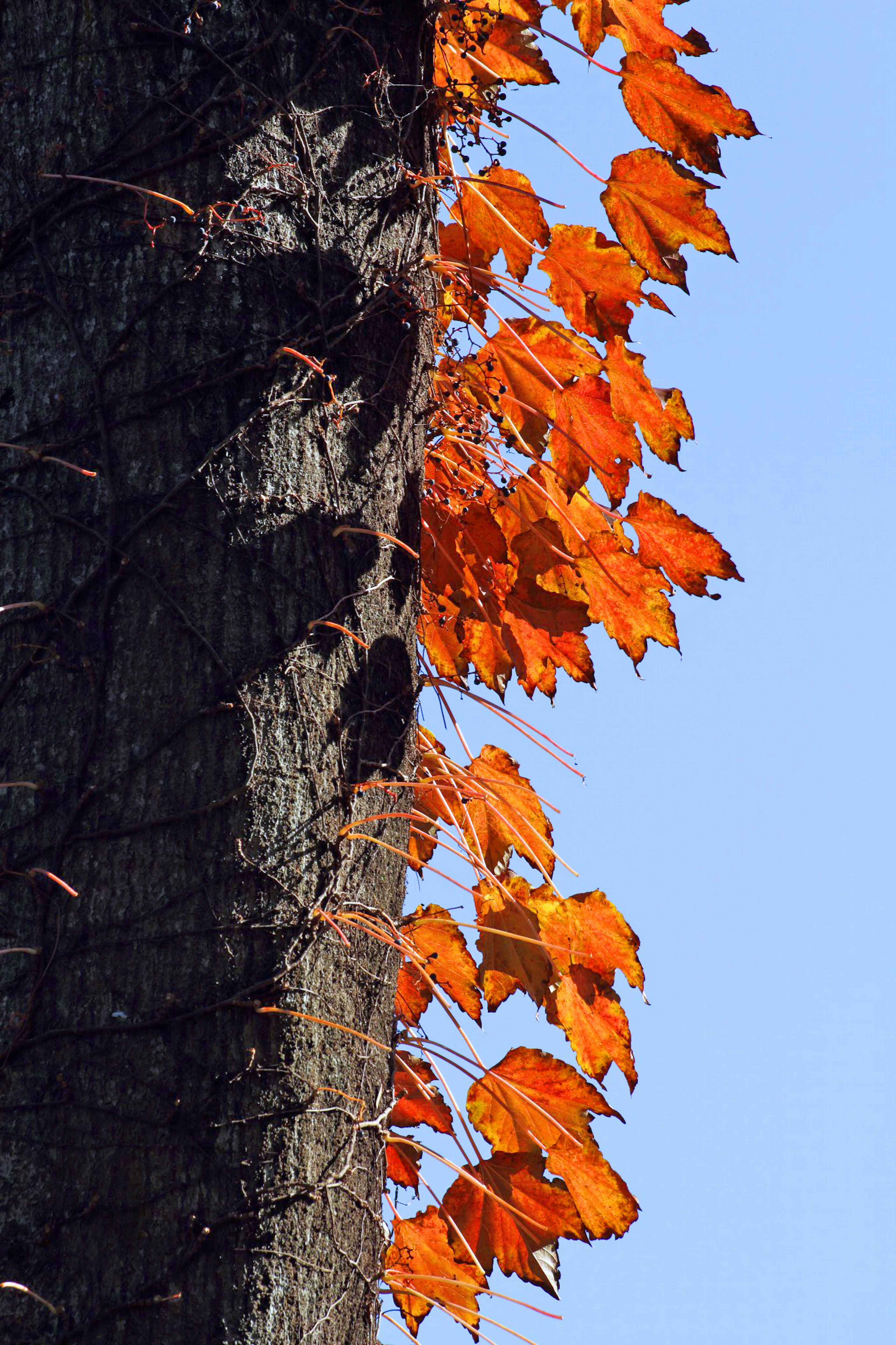 Orange leaves climbing a tree trunk against a blue sky