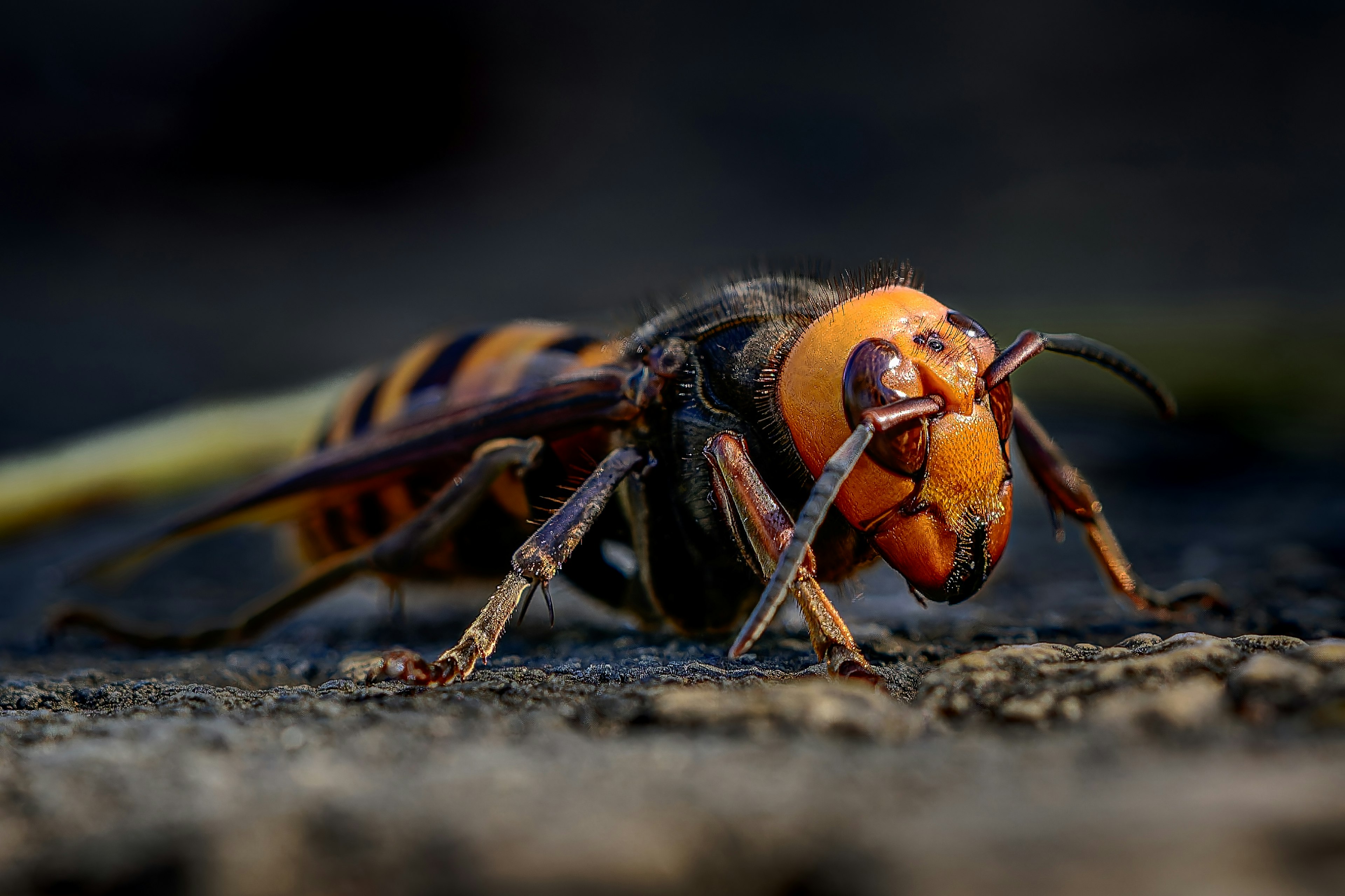 A large wasp with an orange face and a spider-like body on the ground