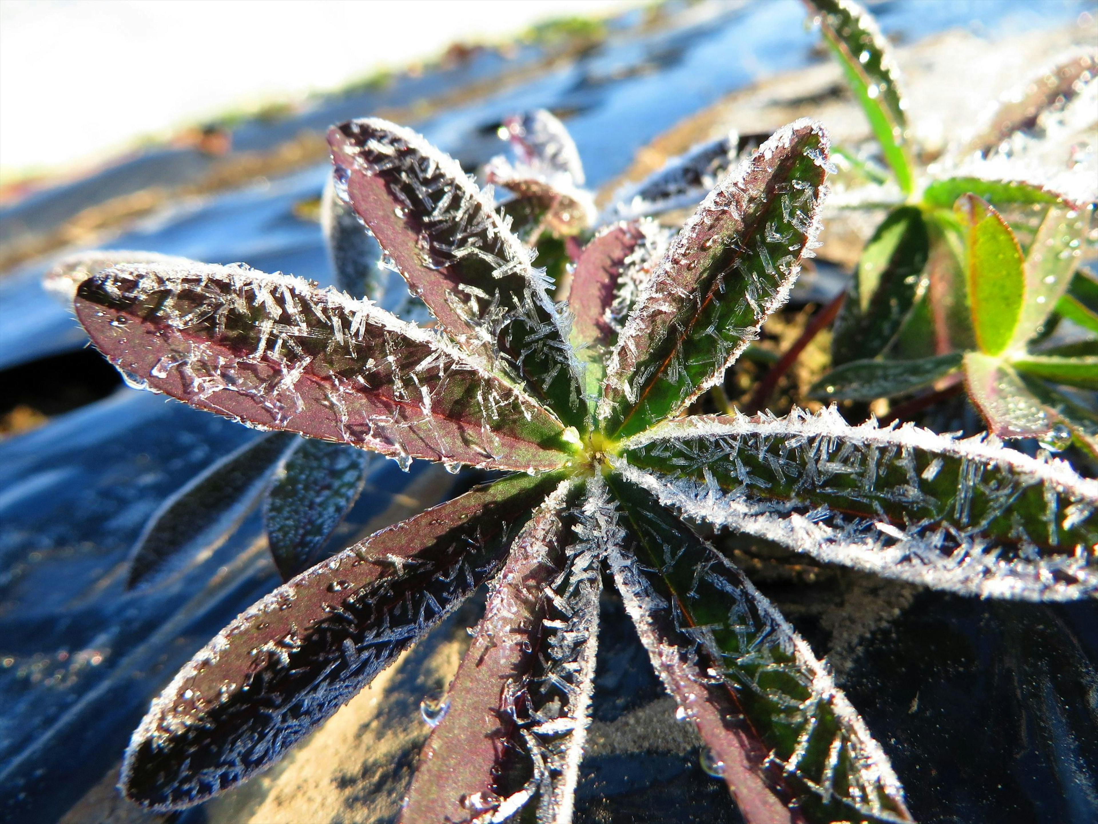 Nahaufnahme eines Saftpflanzenblattes mit Frost