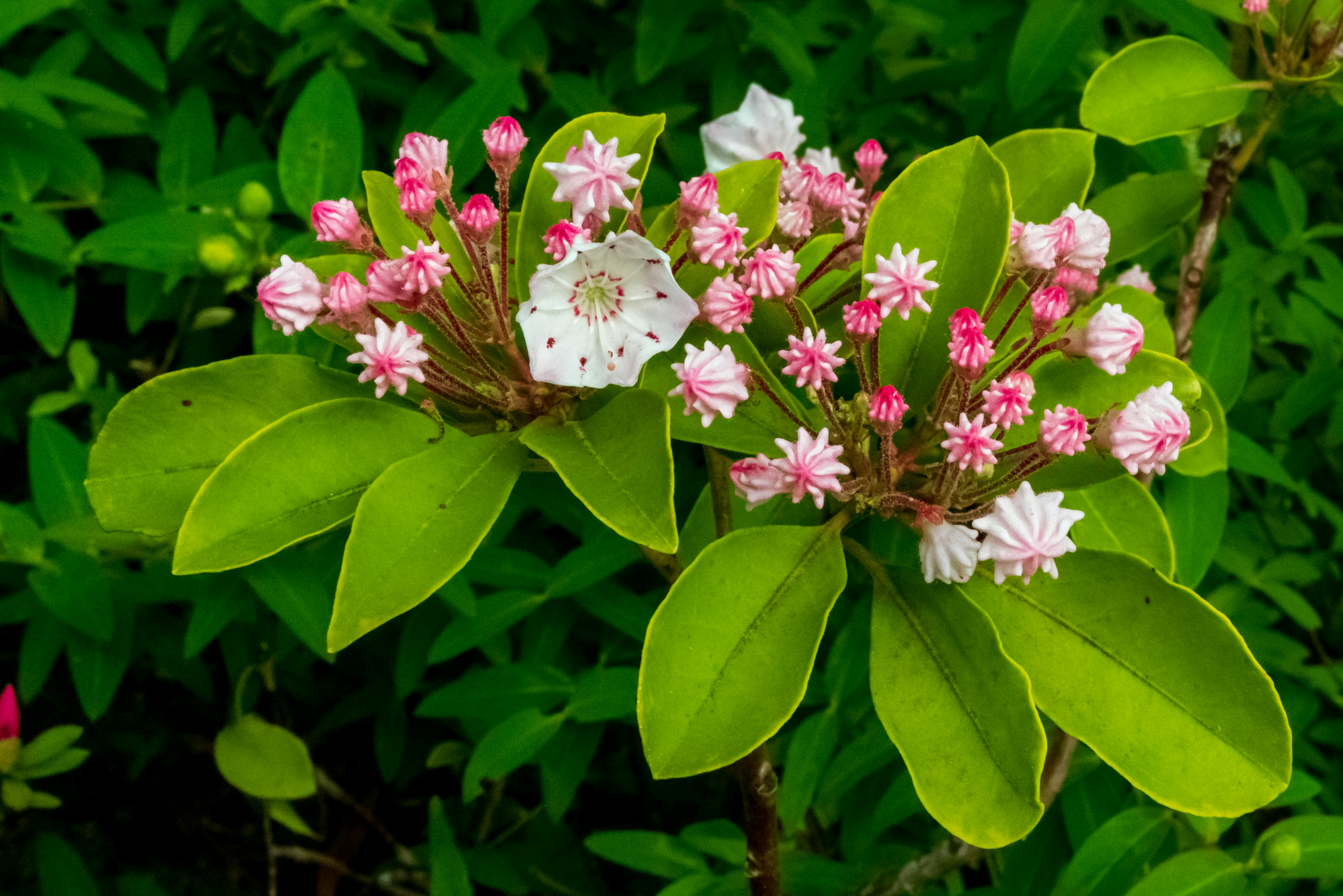 Bush with pink and white flowers among green leaves