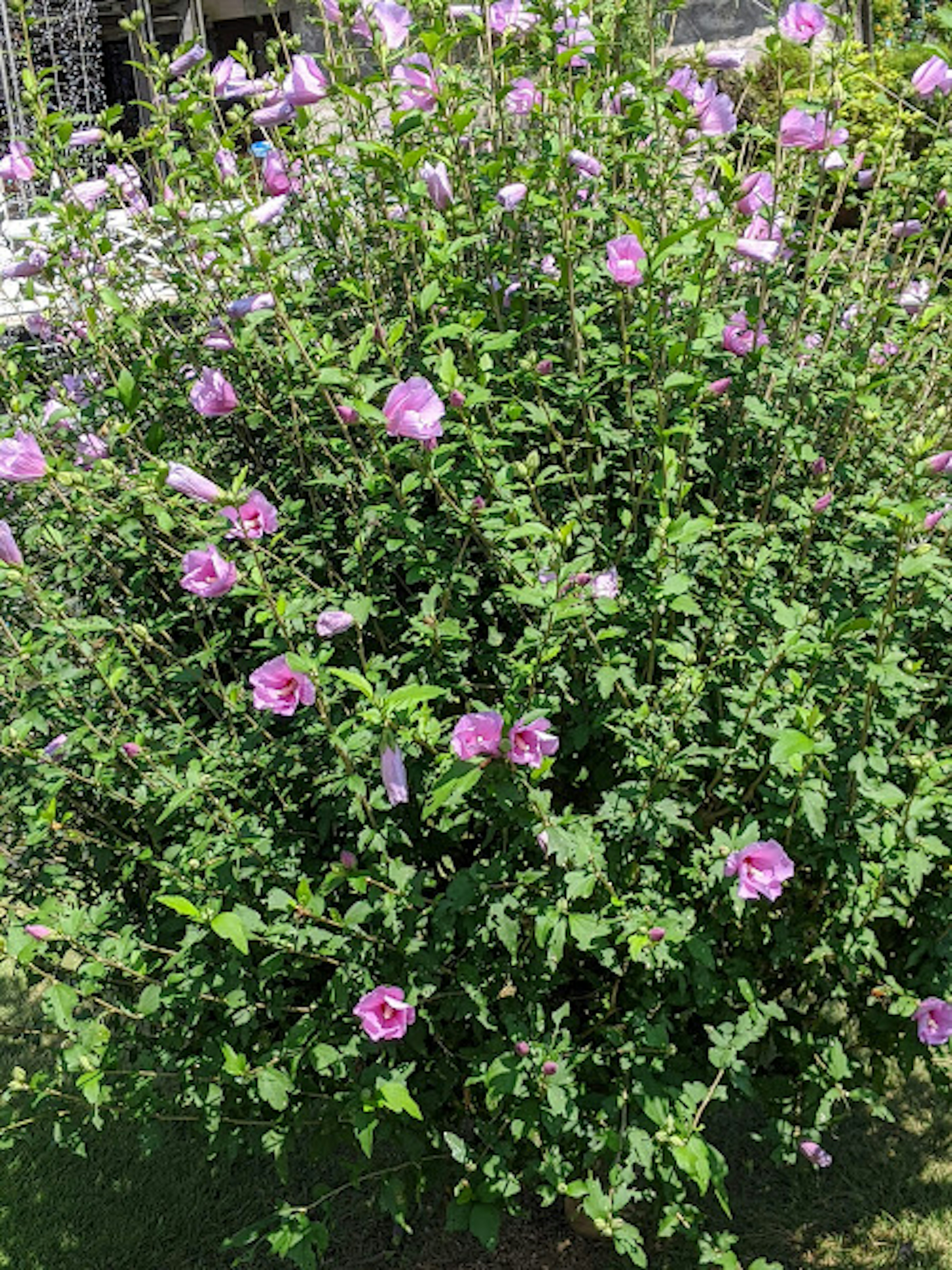 Ein Busch mit rosa Blumen umgeben von grünen Blättern