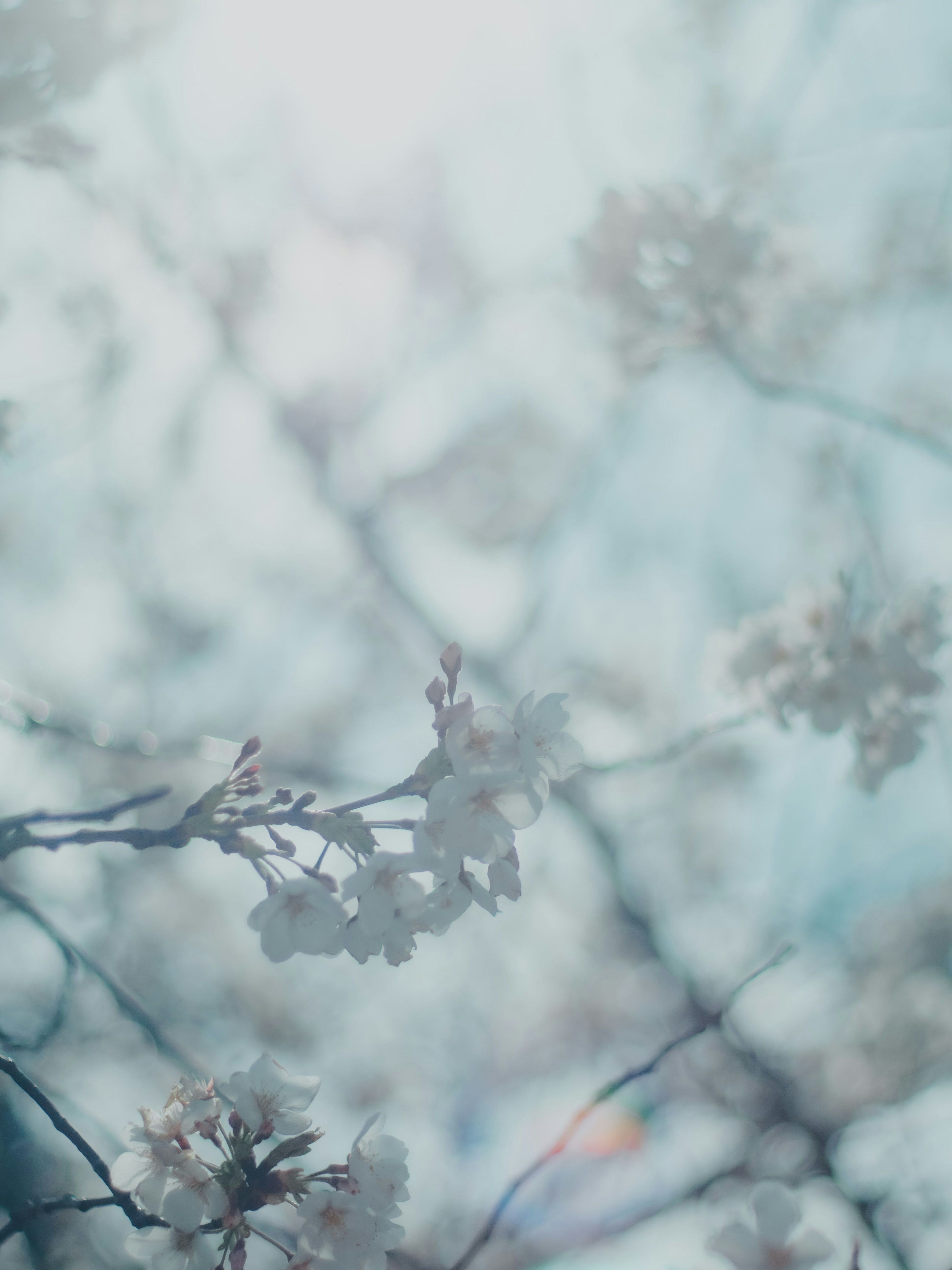 青空の下で咲く桜の花と枝の柔らかい焦点のぼやけた画像