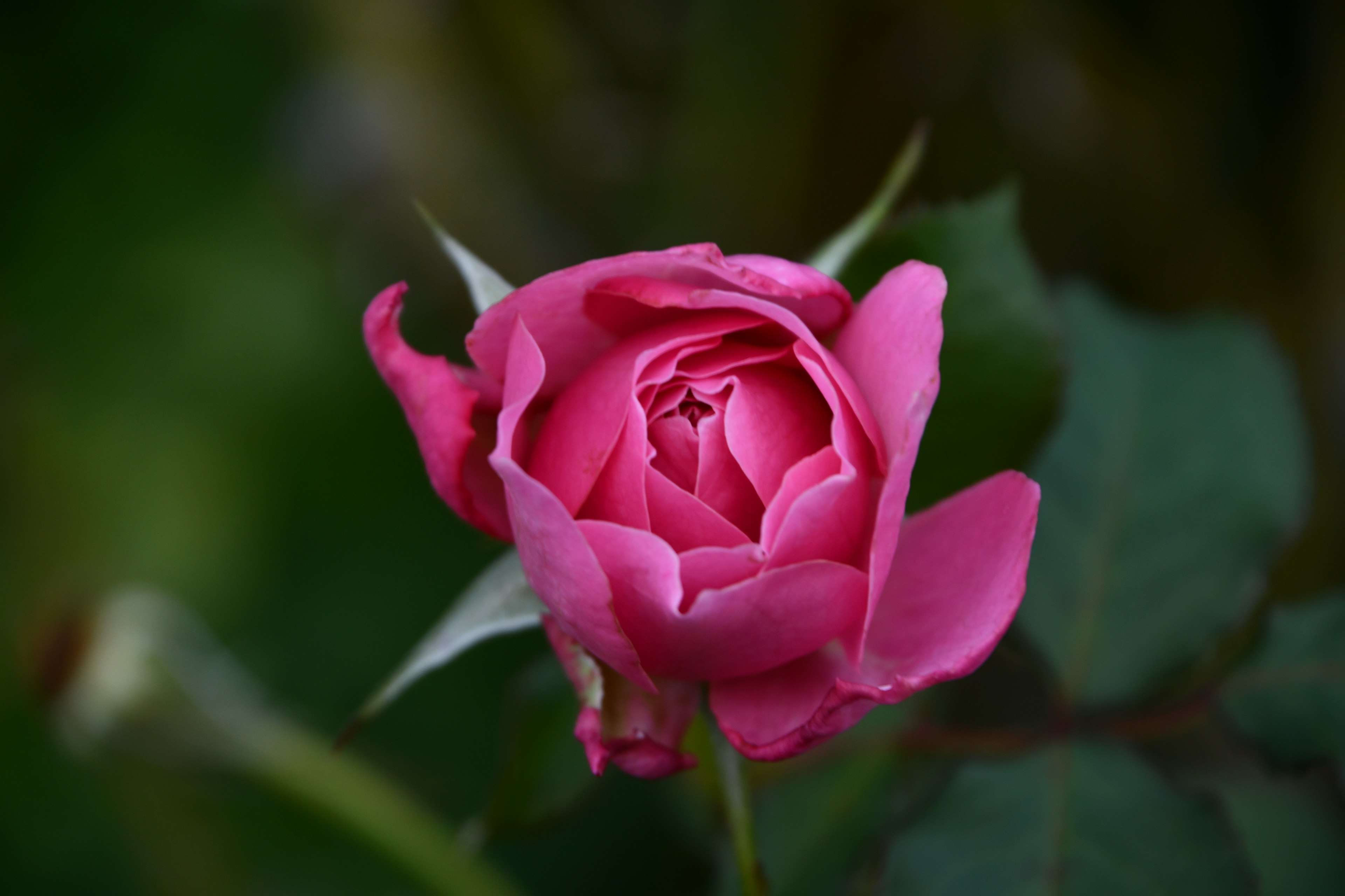 Bunga mawar pink yang cerah di latar belakang hijau