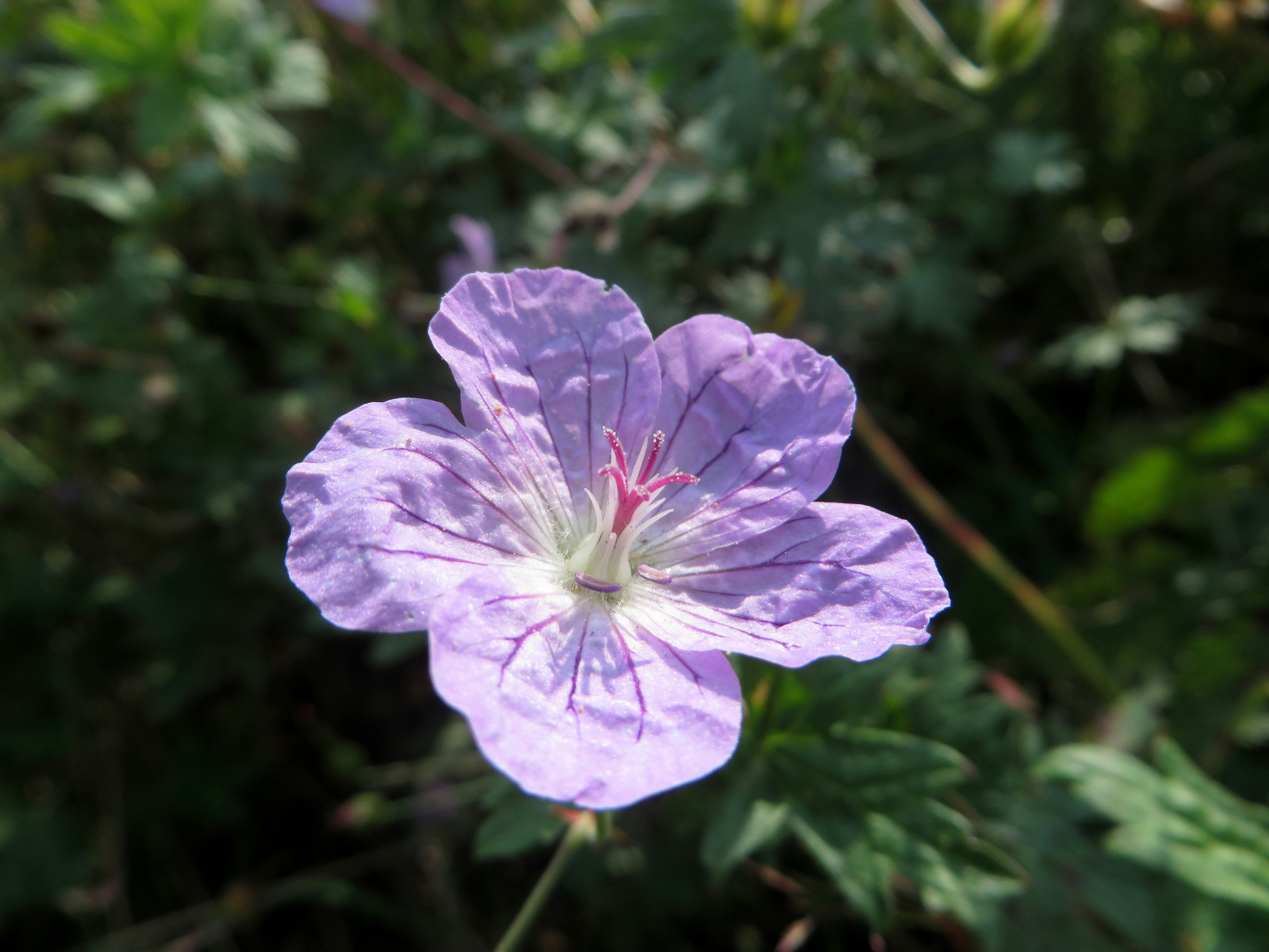 Acercamiento de una flor morada con follaje verde de fondo