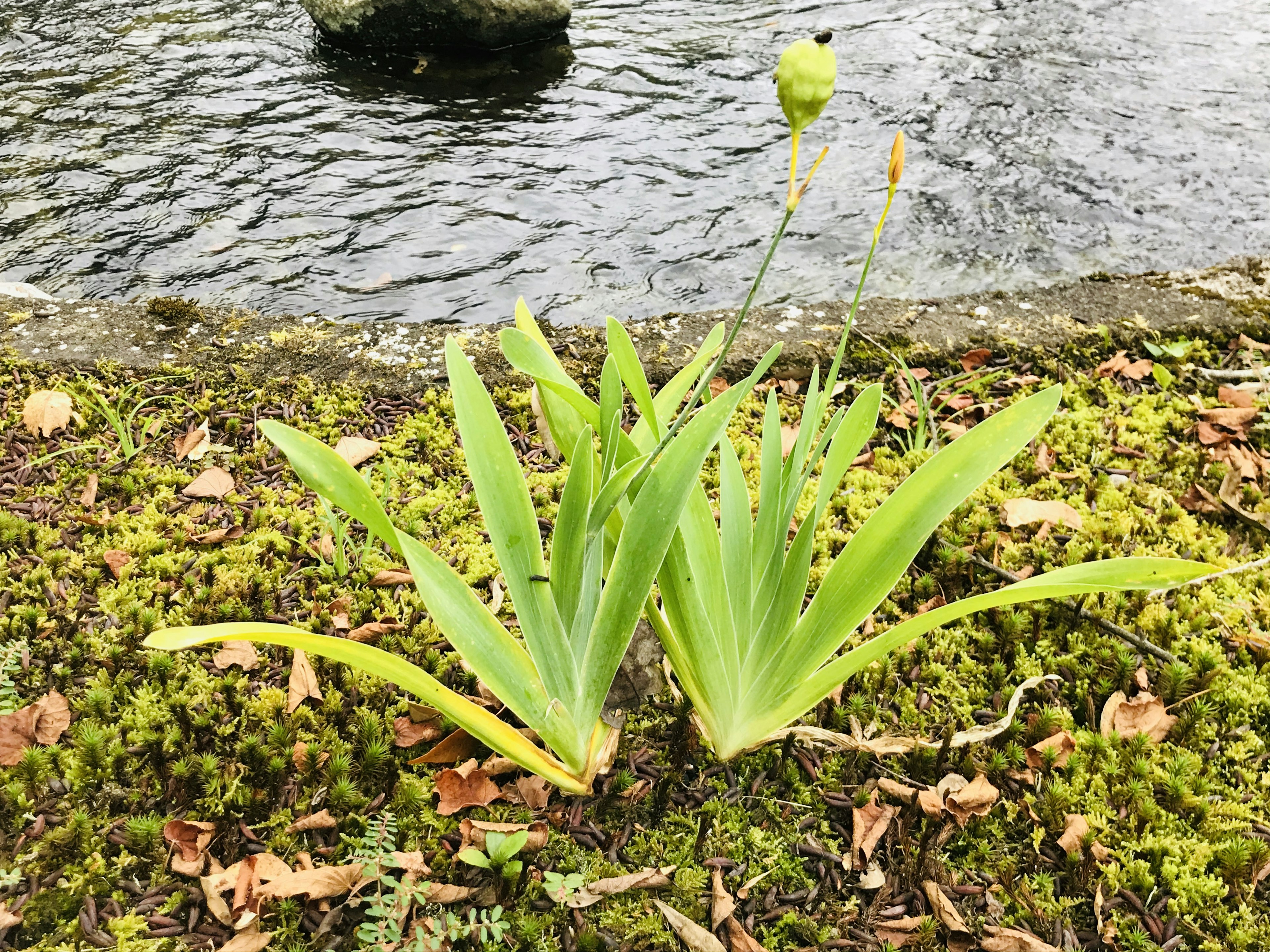 Plante verte poussant près de l'eau avec des feuilles distinctives