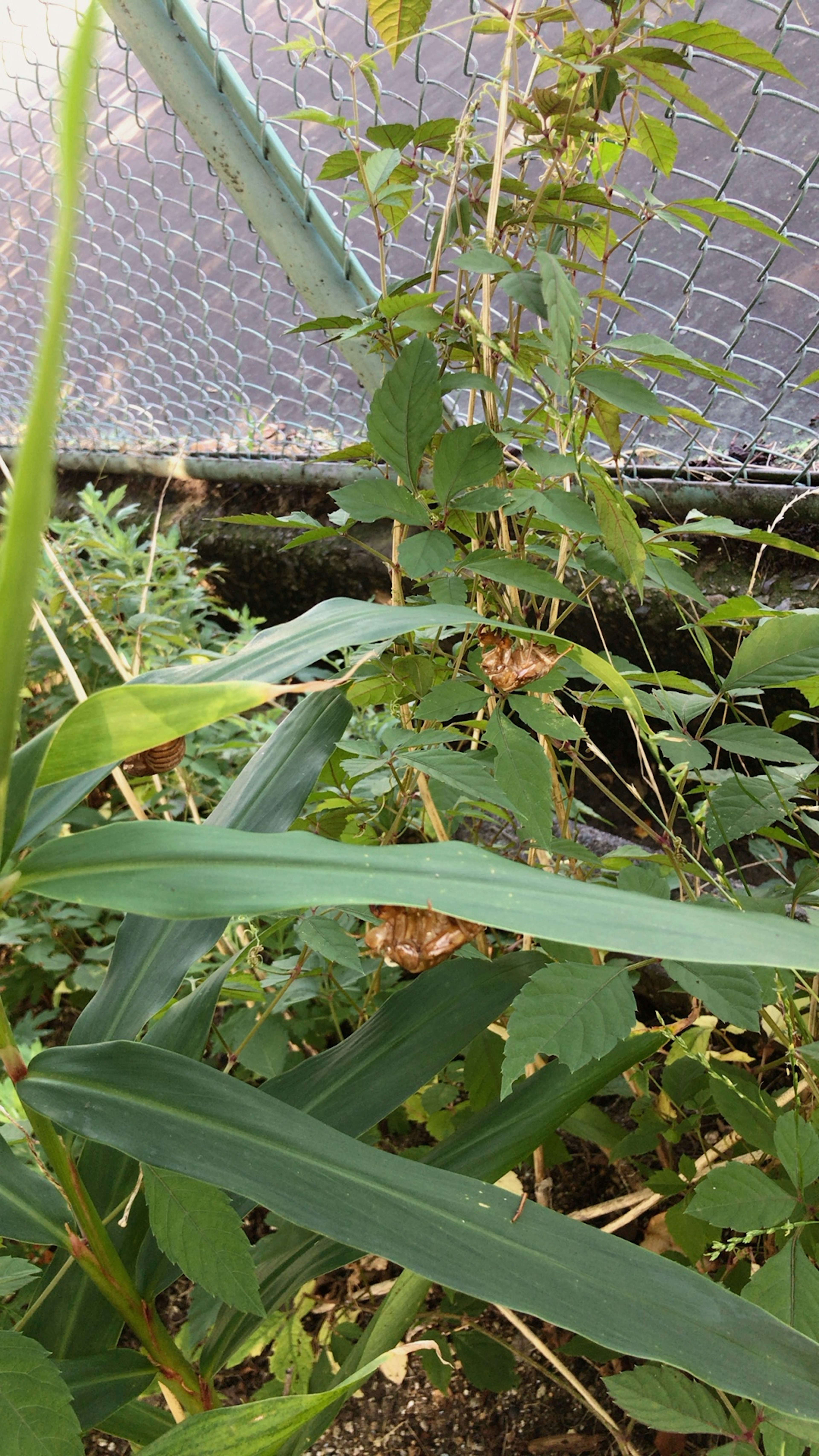 Lush greenery with intertwined plants and leaves