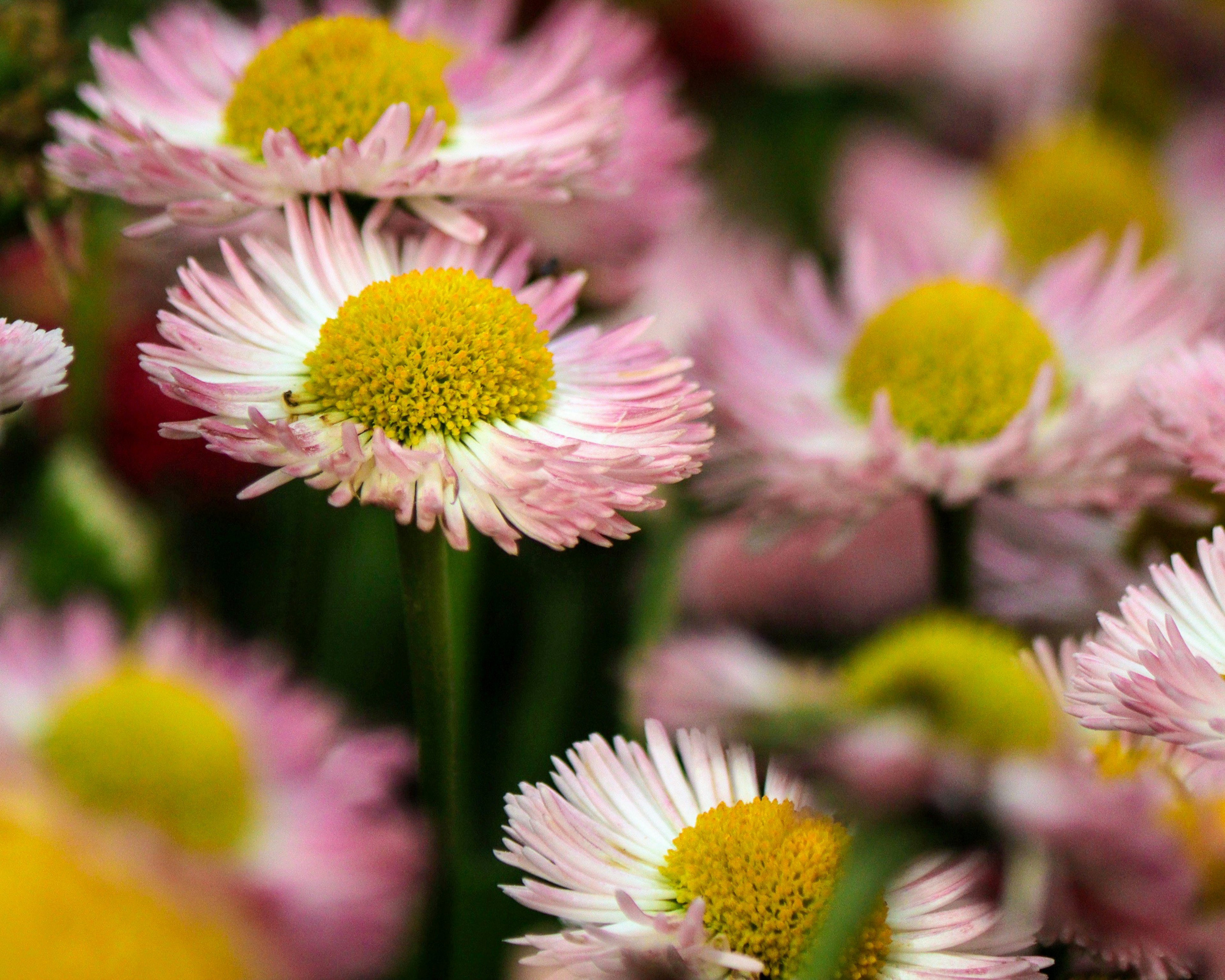 Une belle scène remplie de fleurs colorées avec des marguerites aux pétales roses et aux centres jaunes