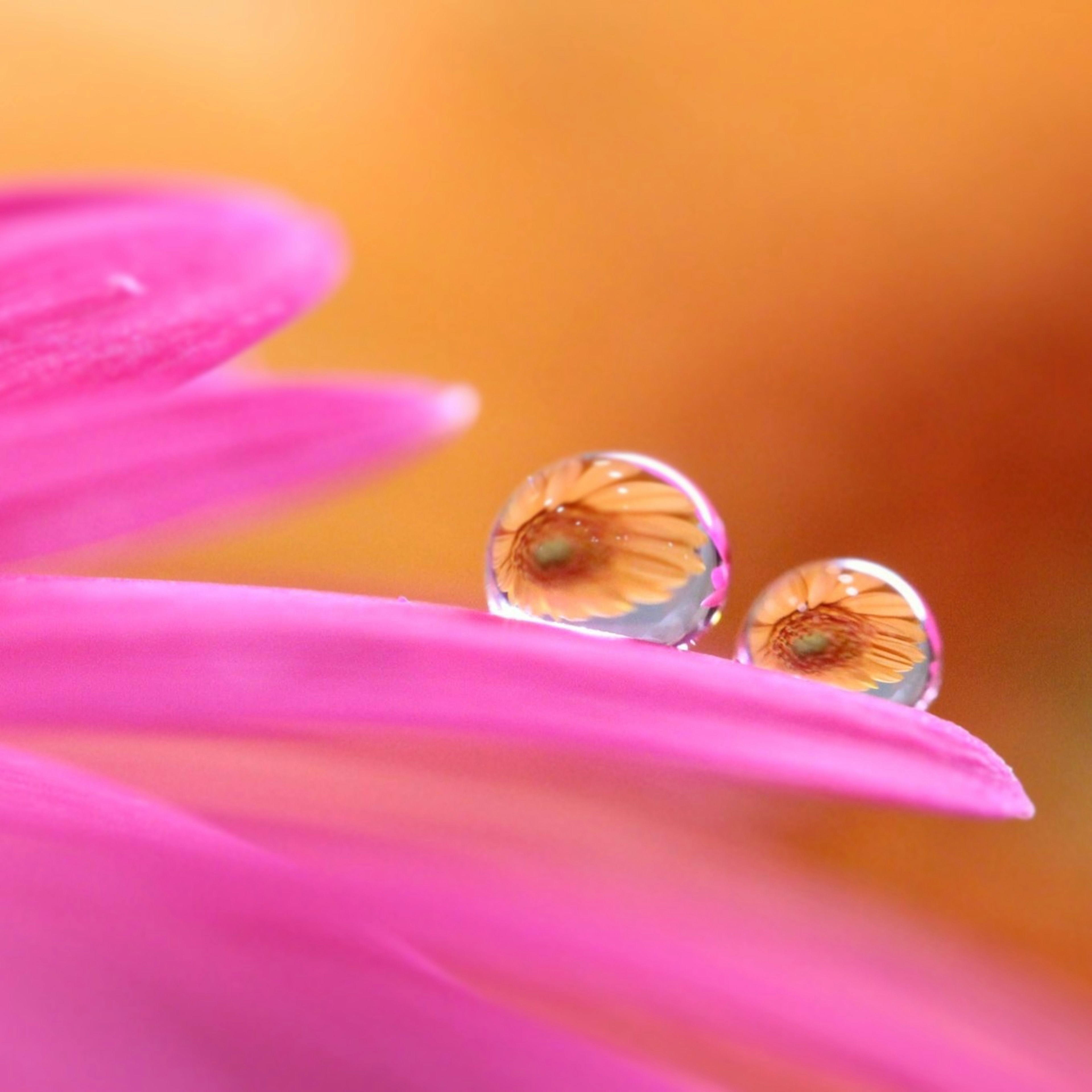 鮮やかなピンクの花びらの上に二つの水滴があり、その中に花の模様が反射している