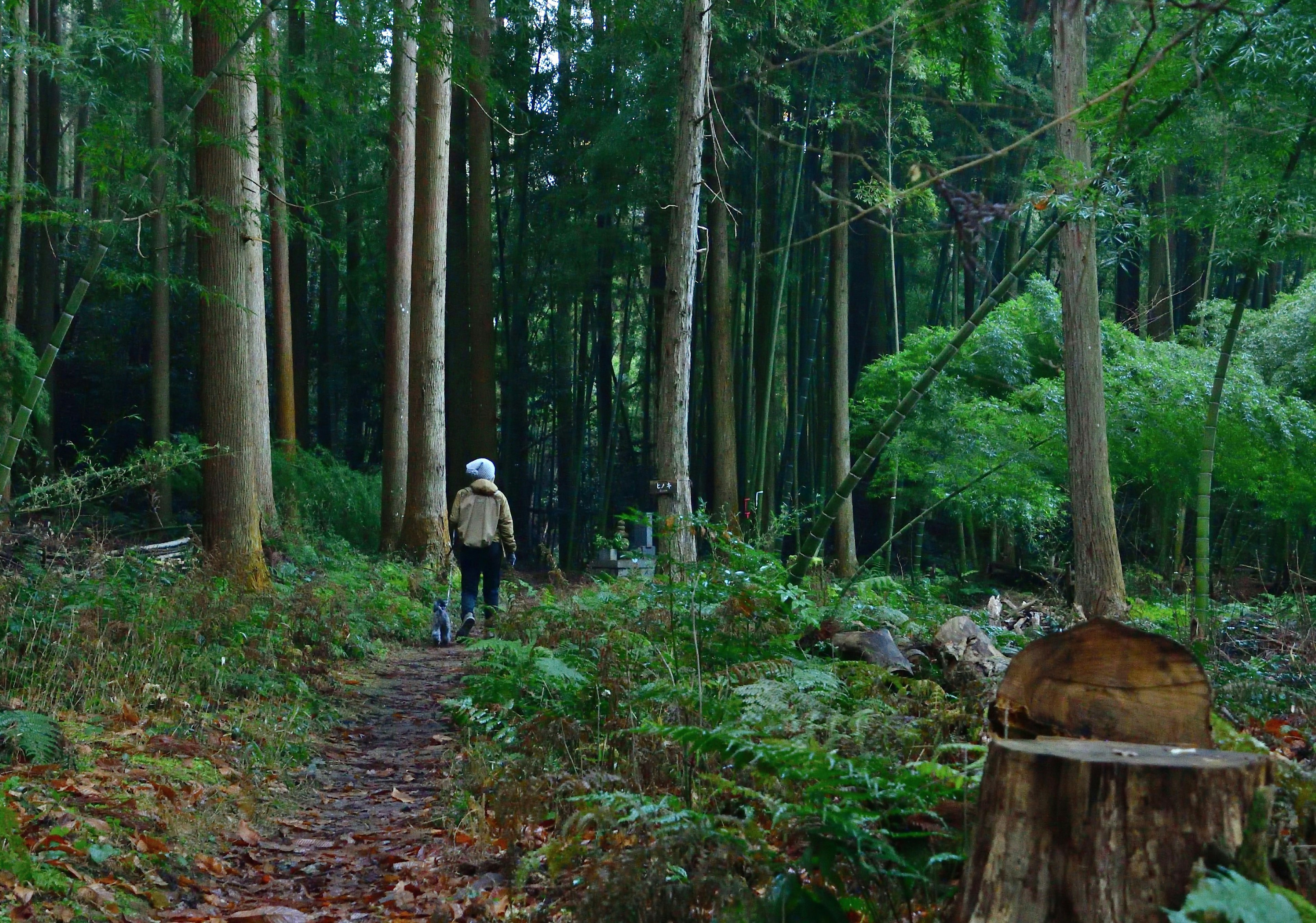 Person walking on a trail surrounded by tall trees and lush greenery