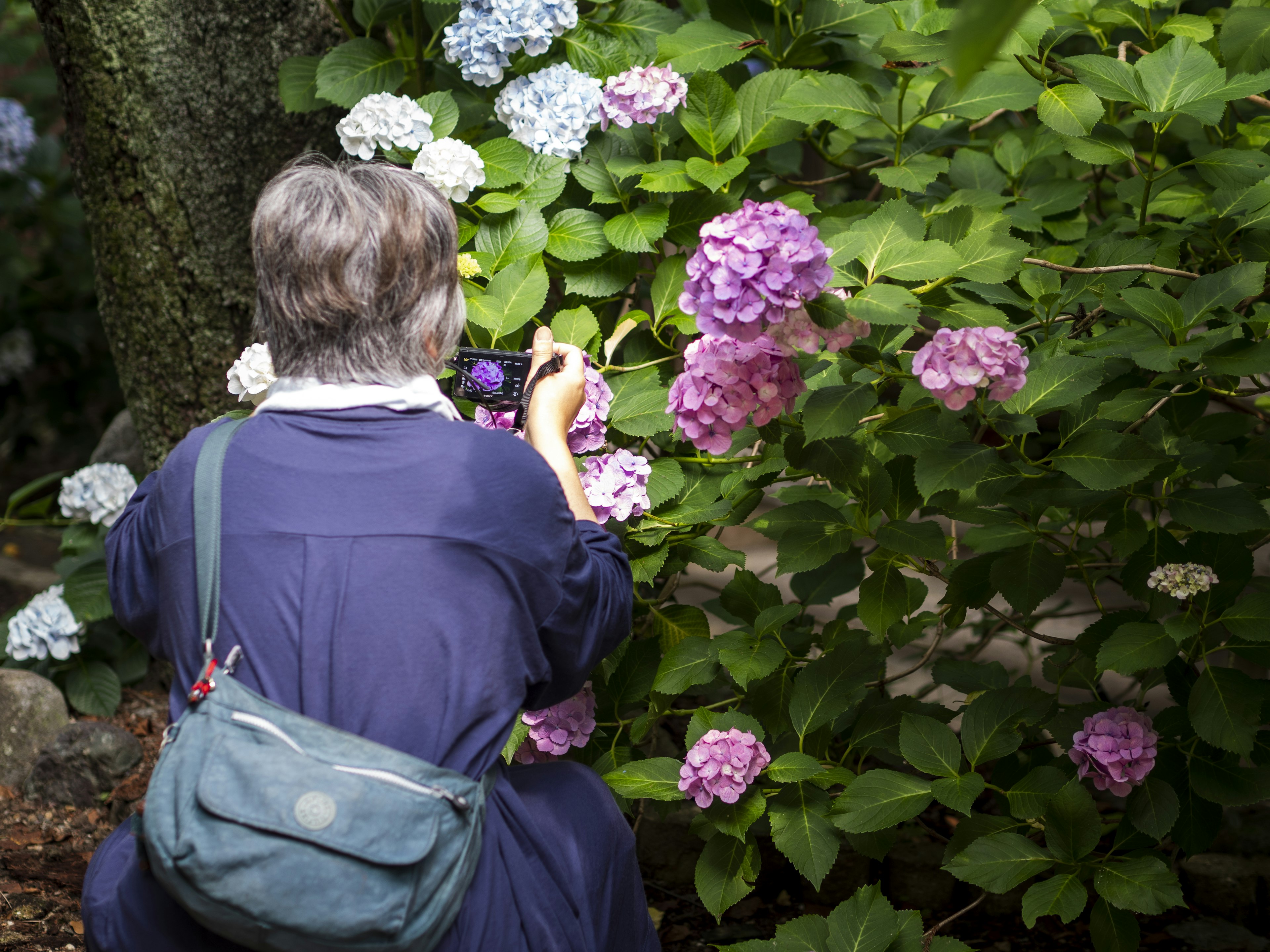 Une femme photographiant des fleurs d'hortensia de dos