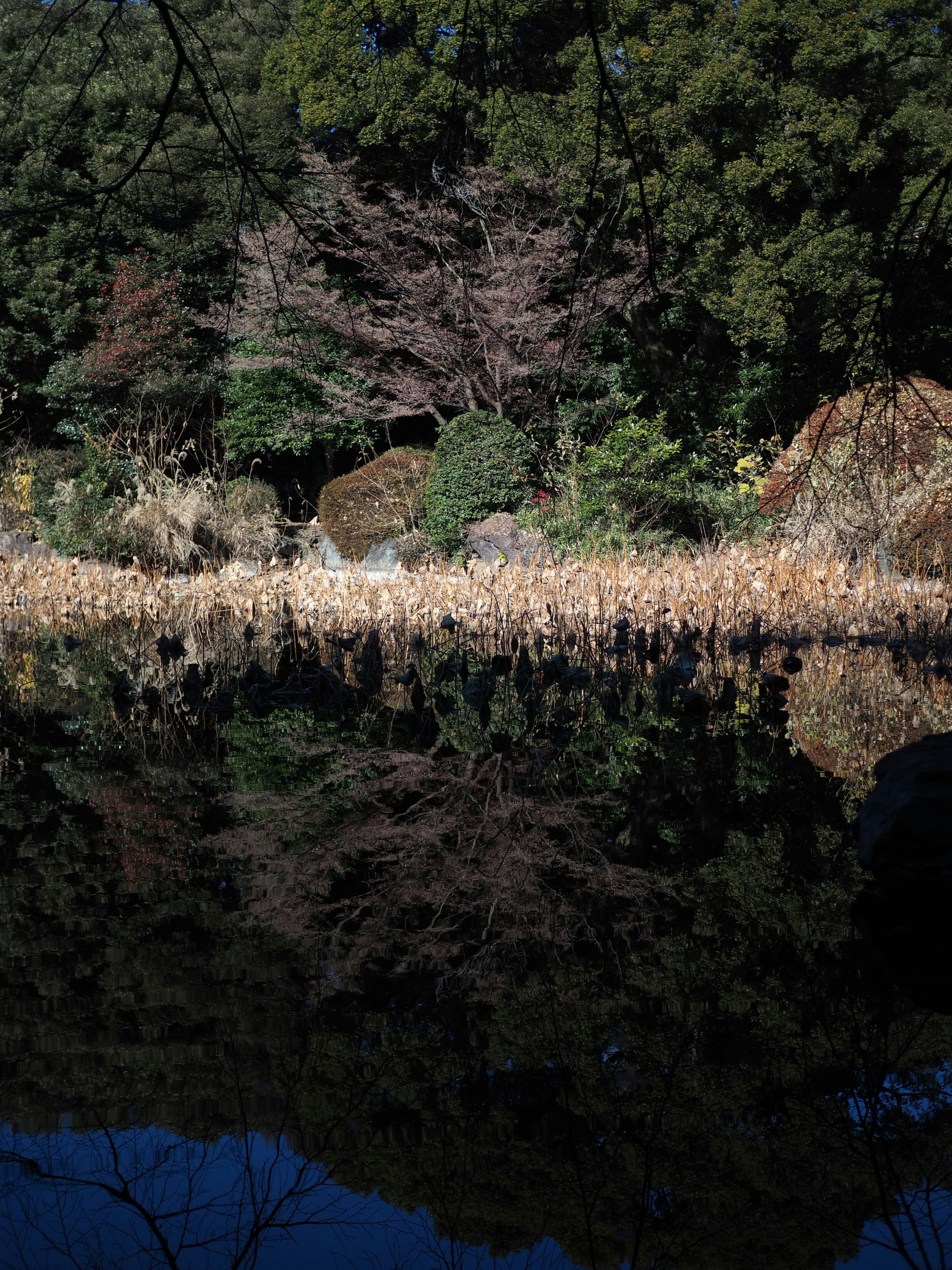 静かな池の反射に映る秋の風景と色づいた木々