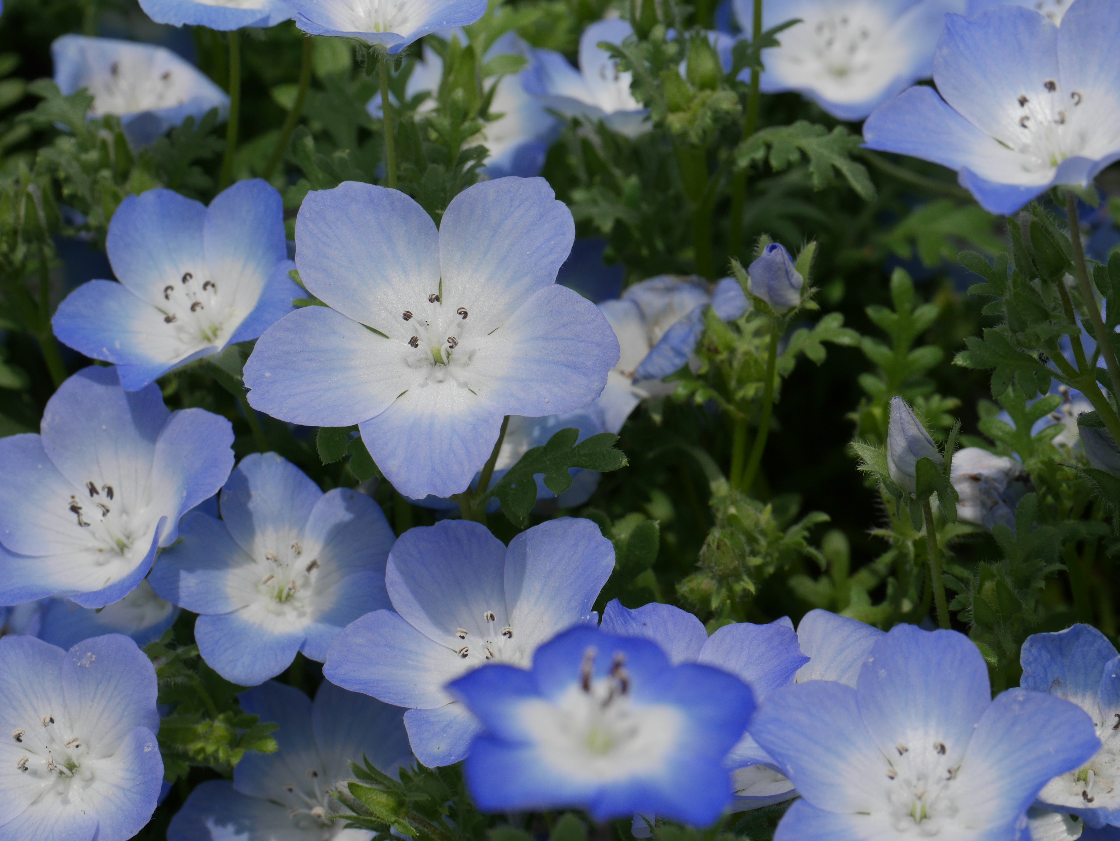 Delicate blue flowers with green foliage in a vibrant scene