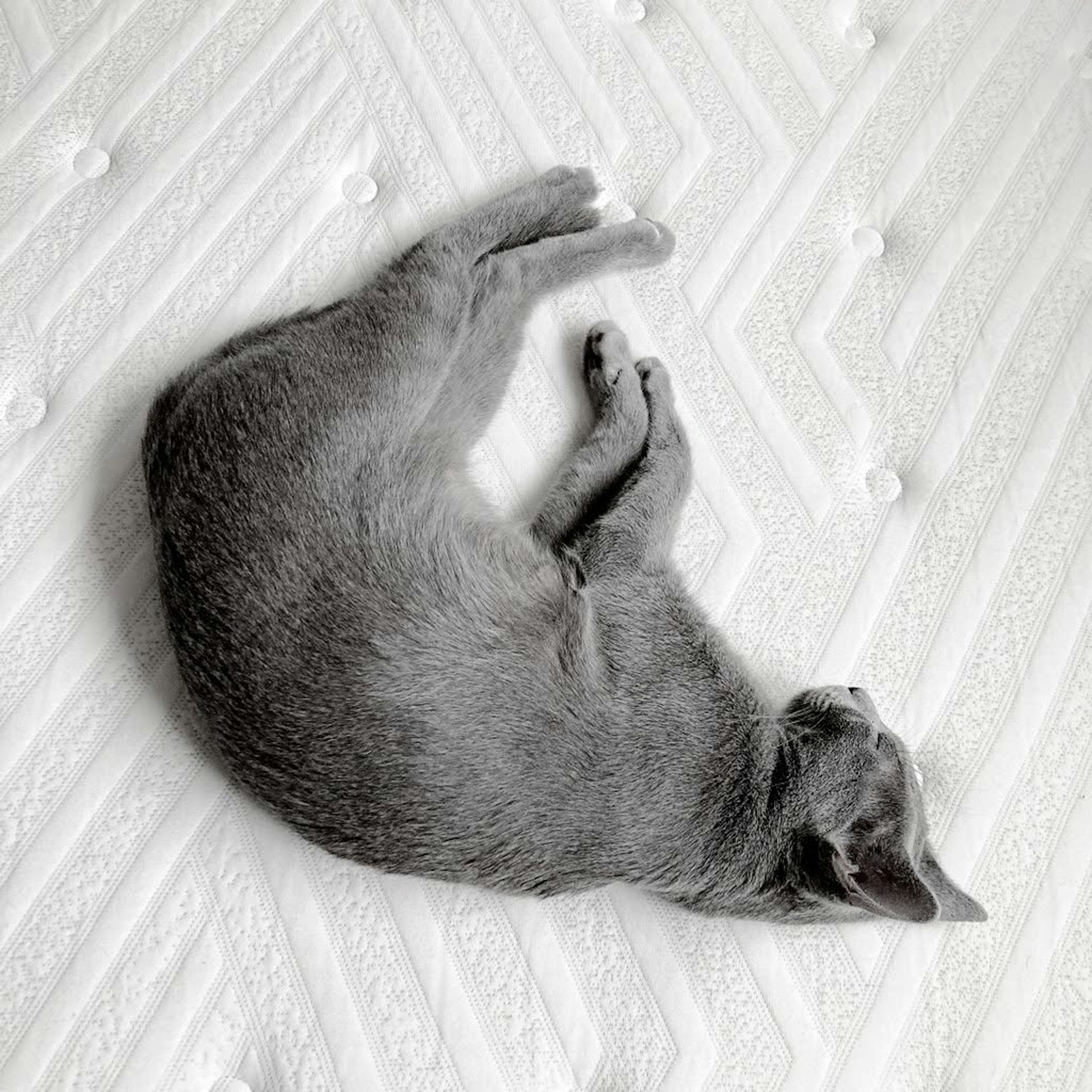 Chat gris enroulé dormant sur un matelas blanc