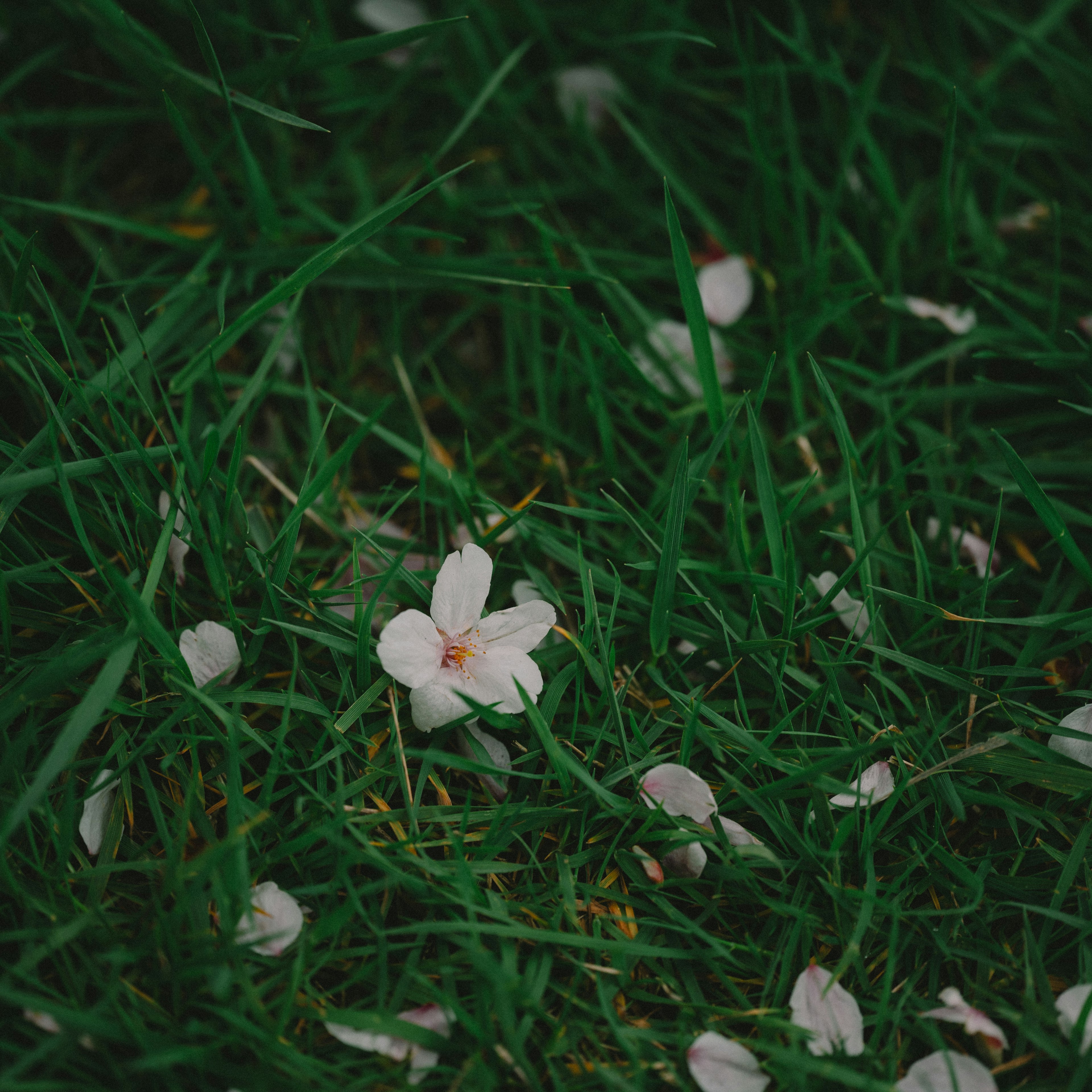 Flor blanca y pétalos rosas esparcidos sobre hierba verde